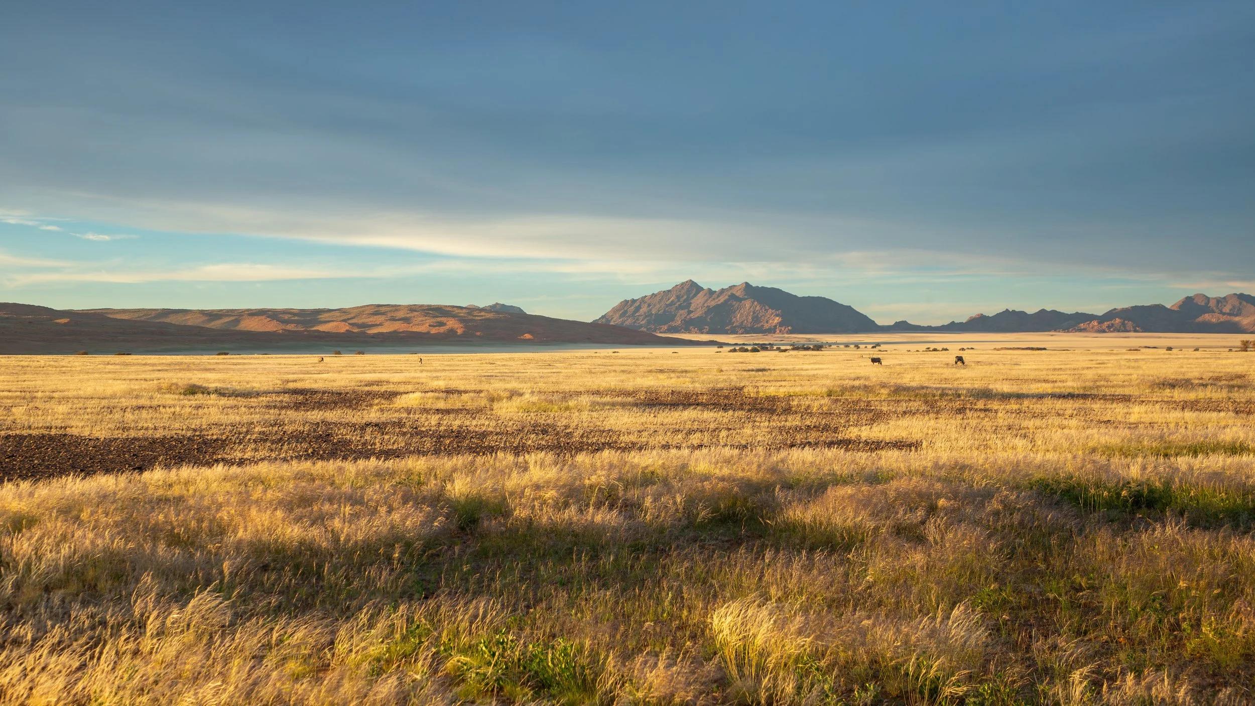  Wildlife in the distance with the beautiful plains in the foreground 
