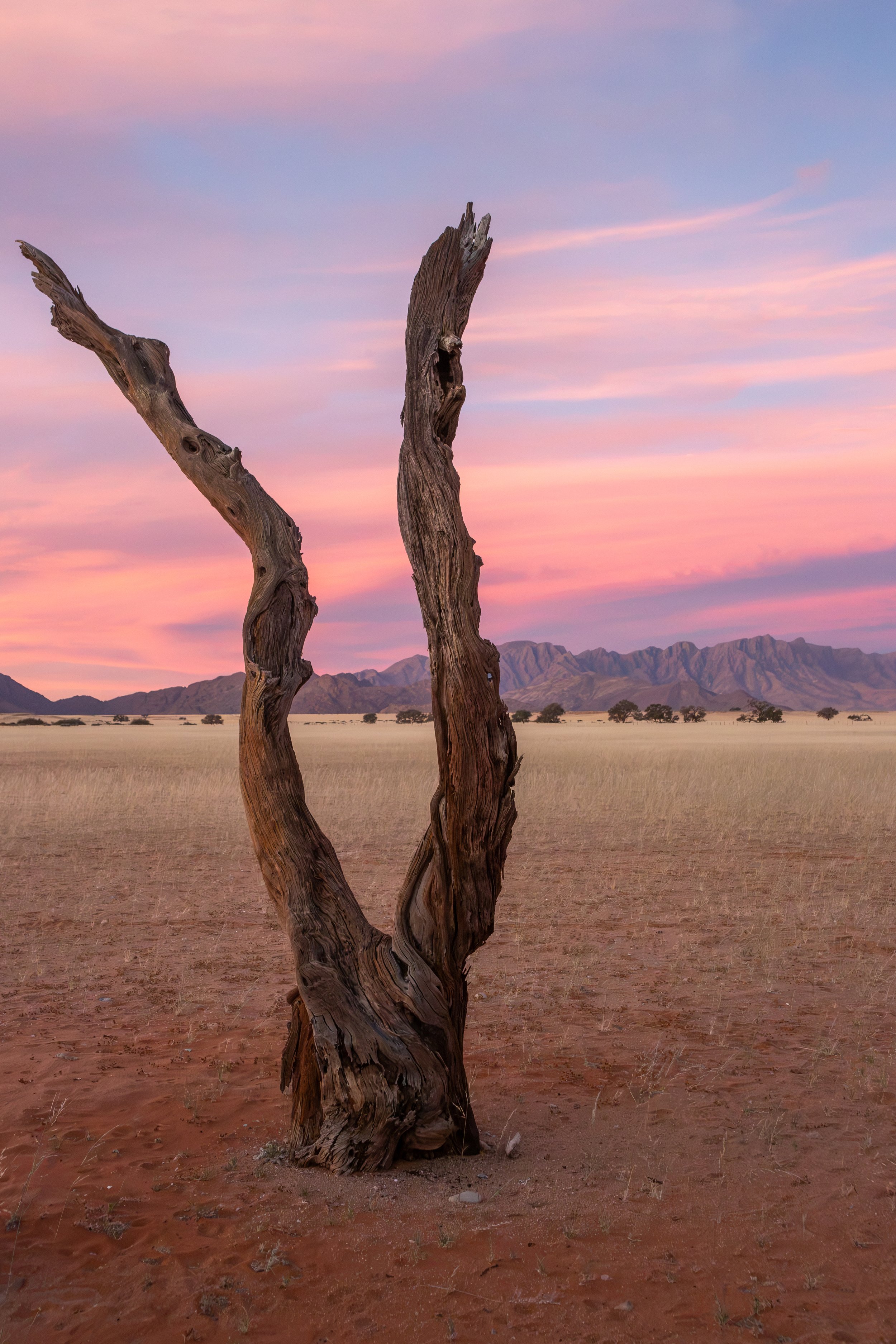  Right outside the lodge lobby, the remains of a tree lit up perfectly for the sunset 