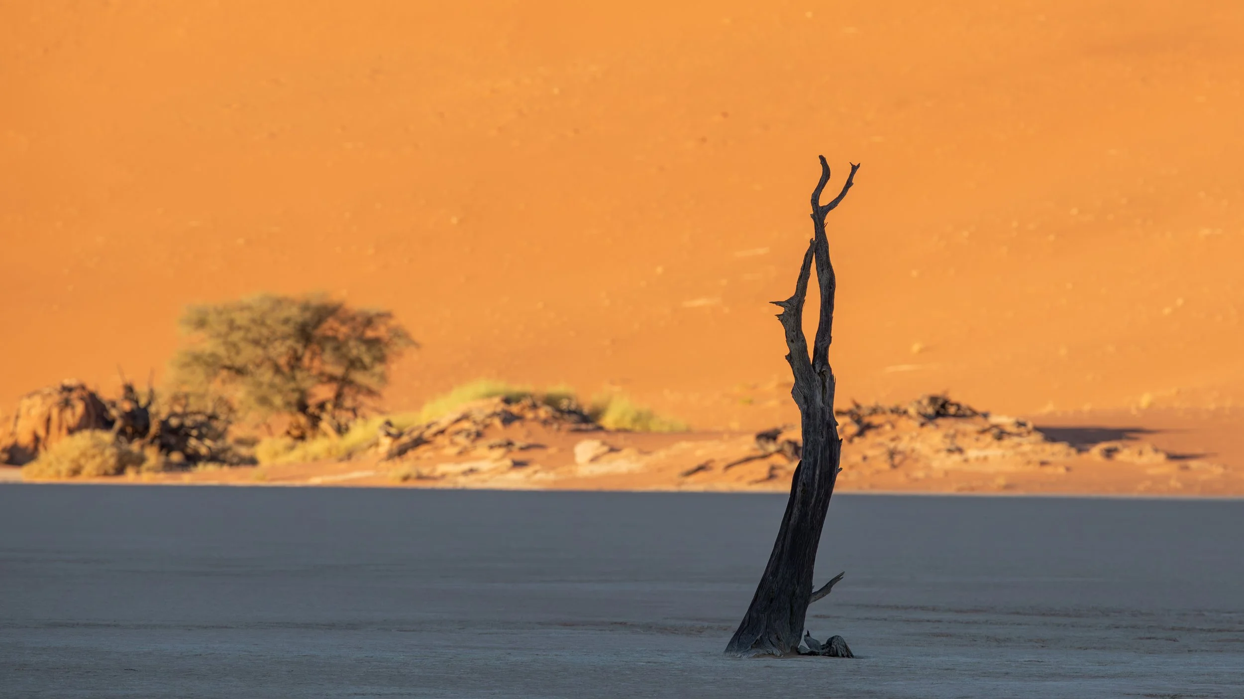  The tree of the Deadvlei have been dead for 600-700 years, but because of the dry desert climate, they have not decomposed 
