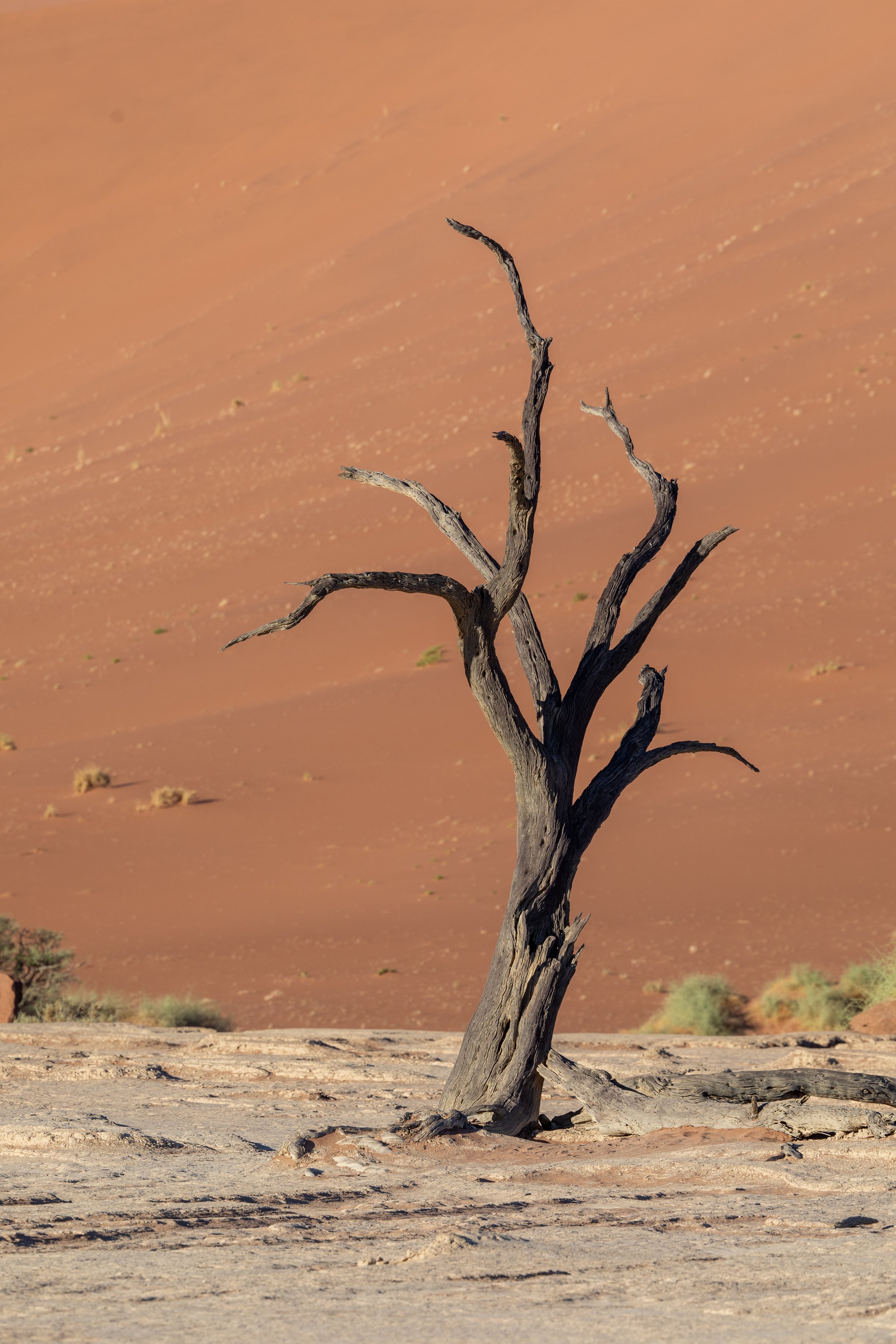  Last tree shot before we started to climb up the surrounding dune 