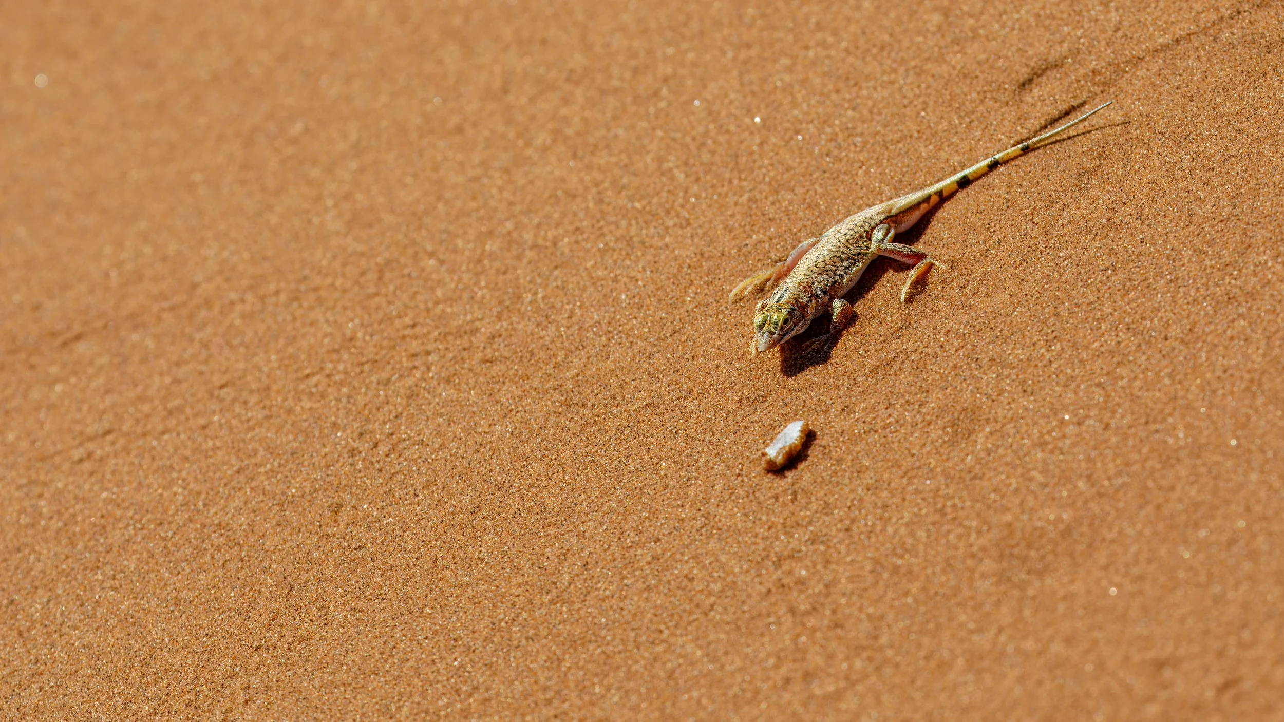  A sand lizard didn’t seem to mind the climbers 