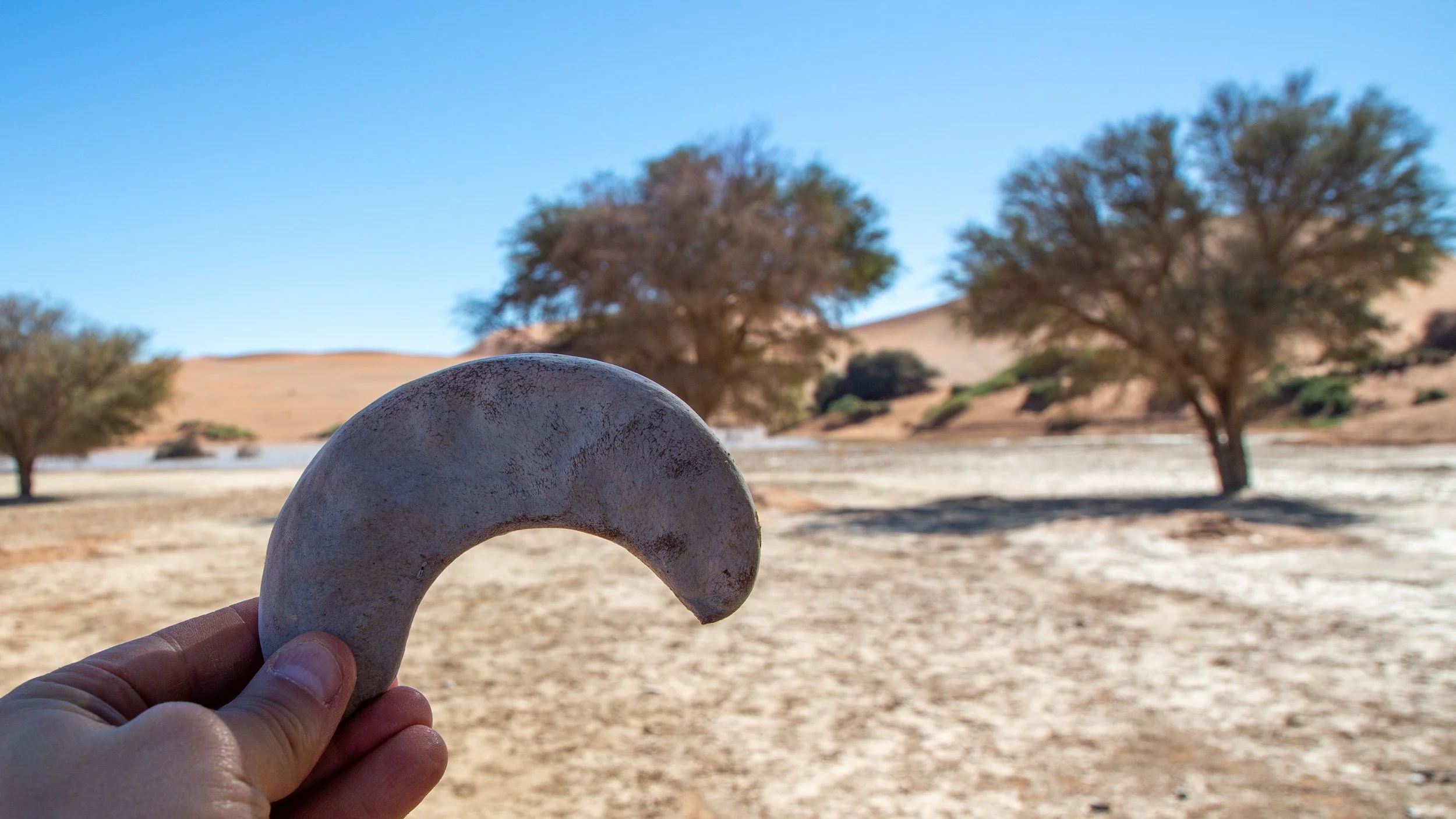  Camelthorn tree seed pods provide nutrition for the desert animals who by eating, activate and spread the seeds in their poop 