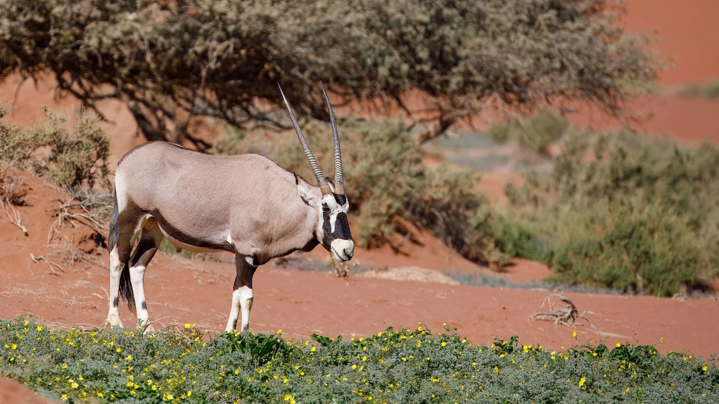  Oryx enjoying the desert flowers 