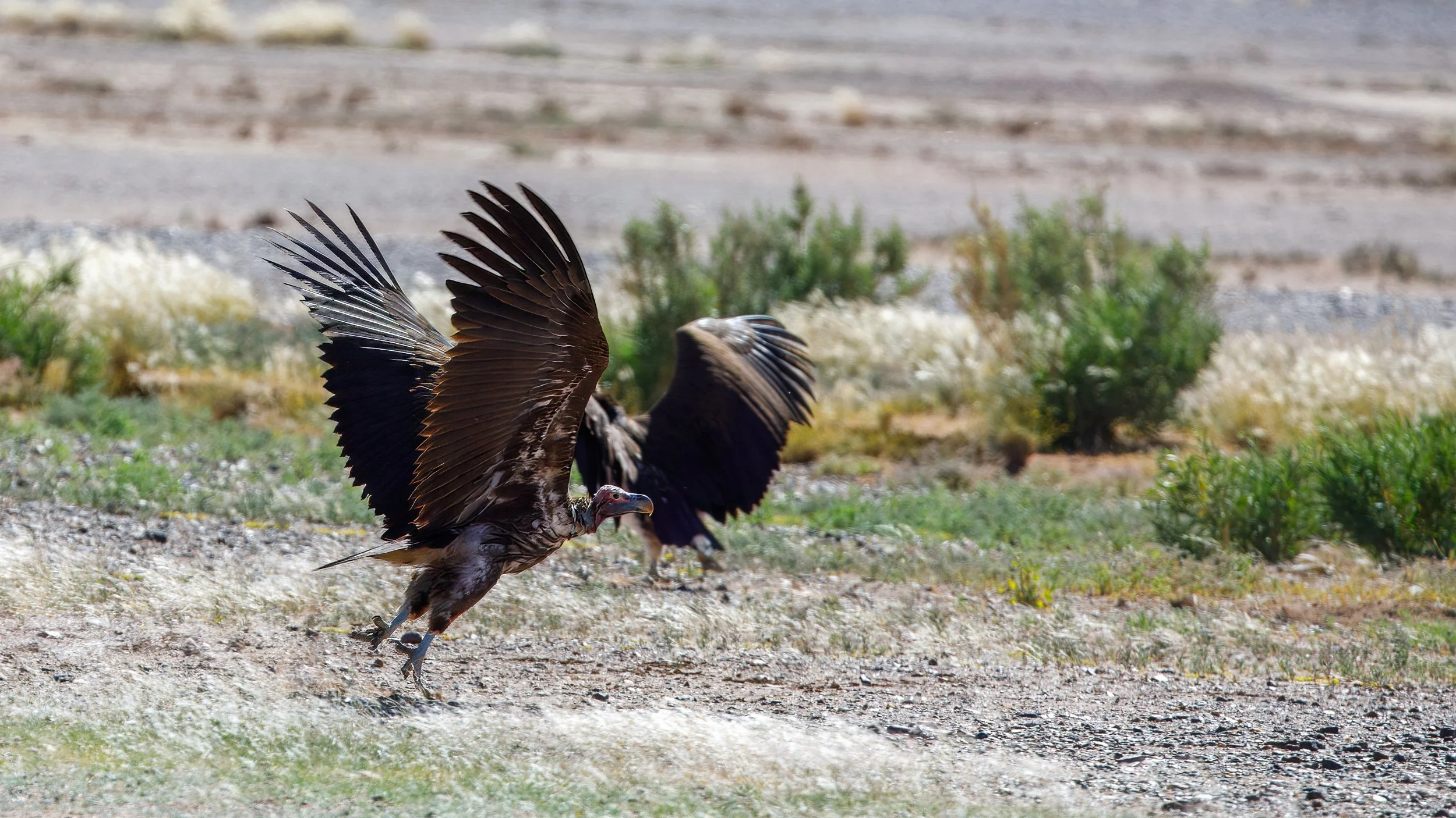  Two lappet-faced vultures on the hunt 