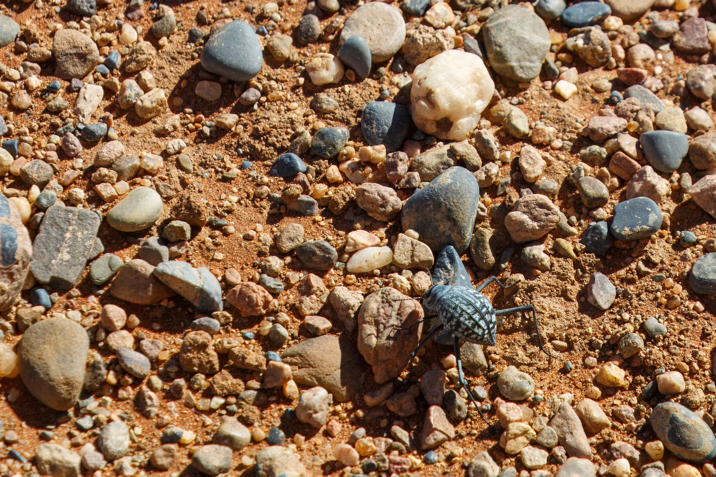  Namibia desert beetle blends into the rocks 
