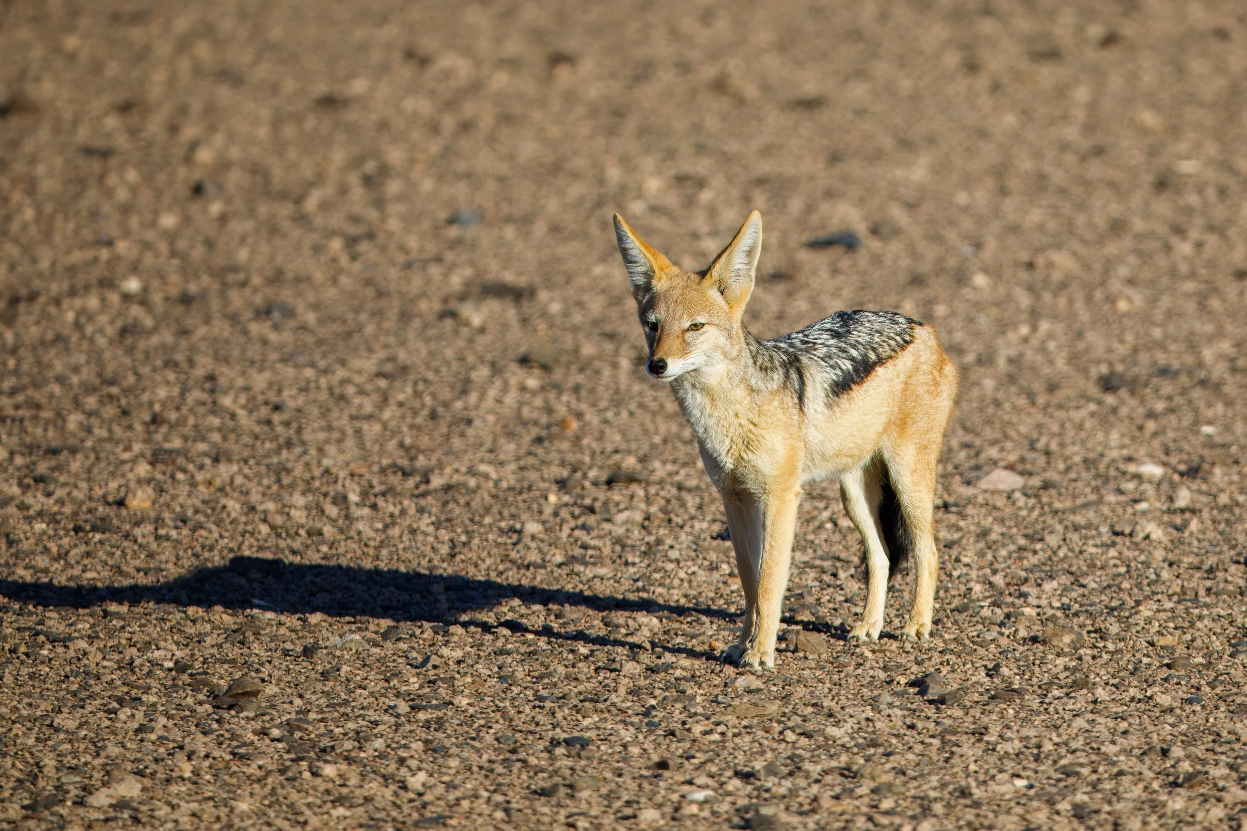  After stopping for a late lunch at the lodge, we headed back out and found a lone black-backed jackal wandering the desert 