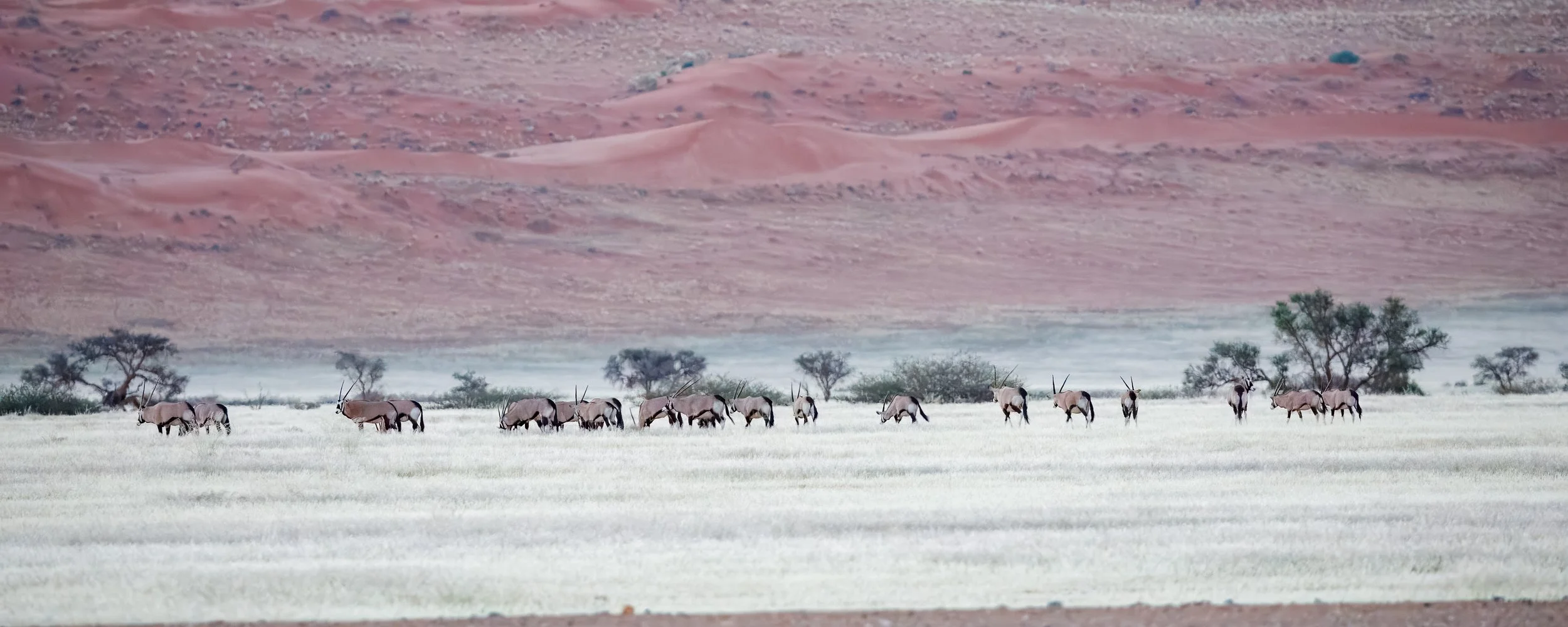  Herd of oryx at twilight  