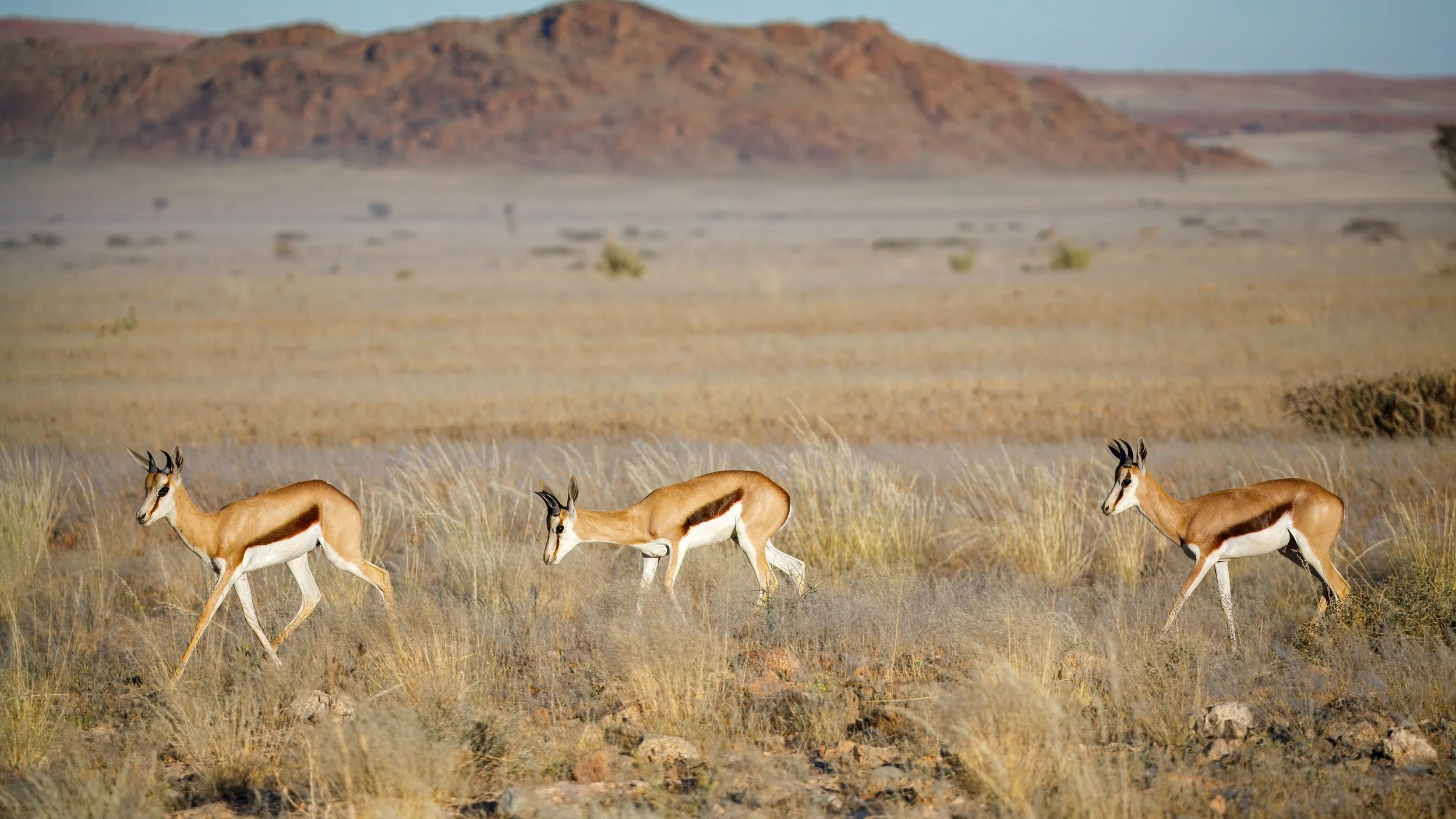  Springboks making their way through the desert landscape 