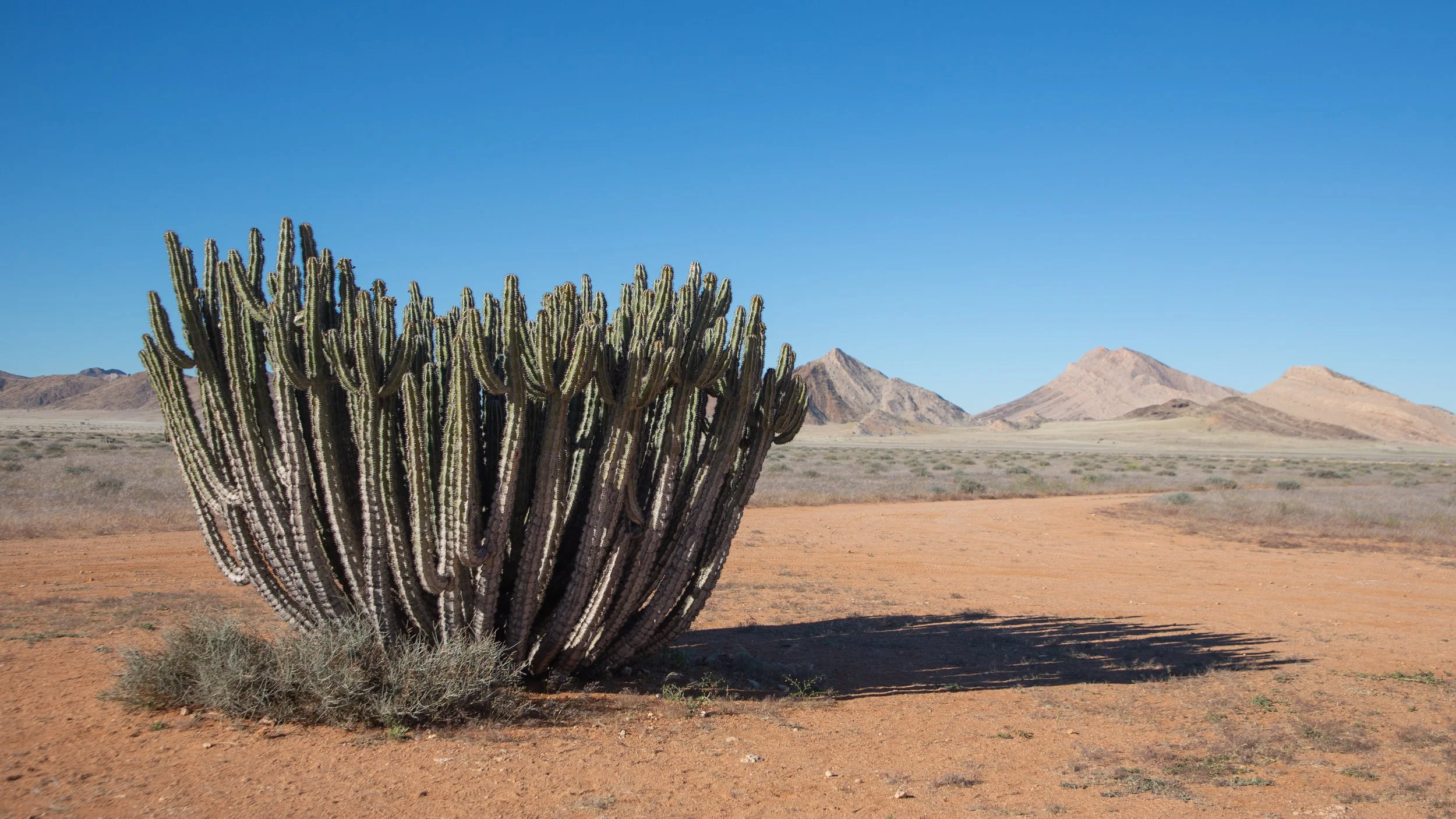  Large euphorbia virosa, also known as the poison tree due to its poisonous white sap, is one of the plants adapted to the desert climate  