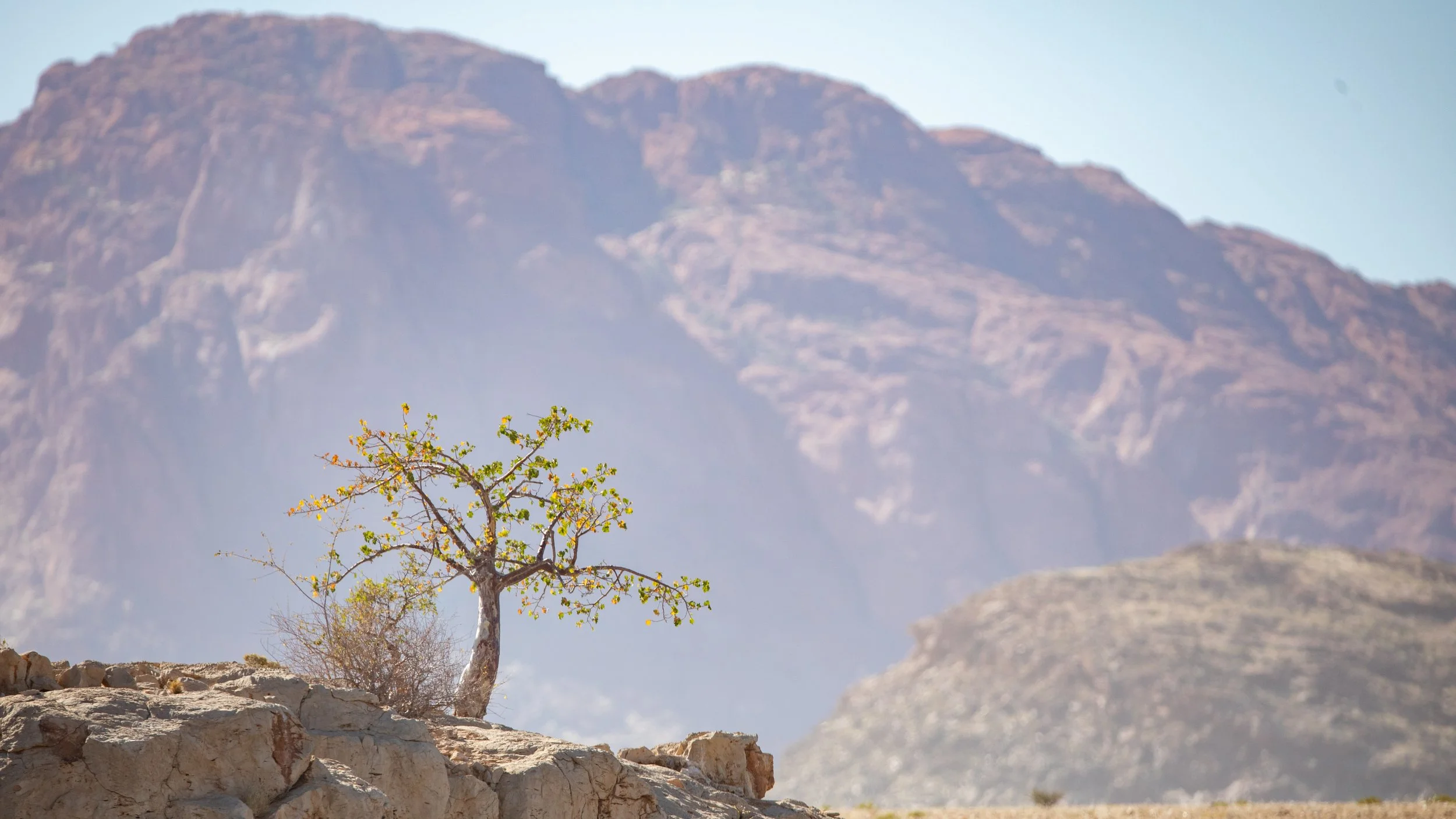  A lone moringa tree, adapted to the desert climate, with its swollen trunk holding precious moisture in the dry climate 