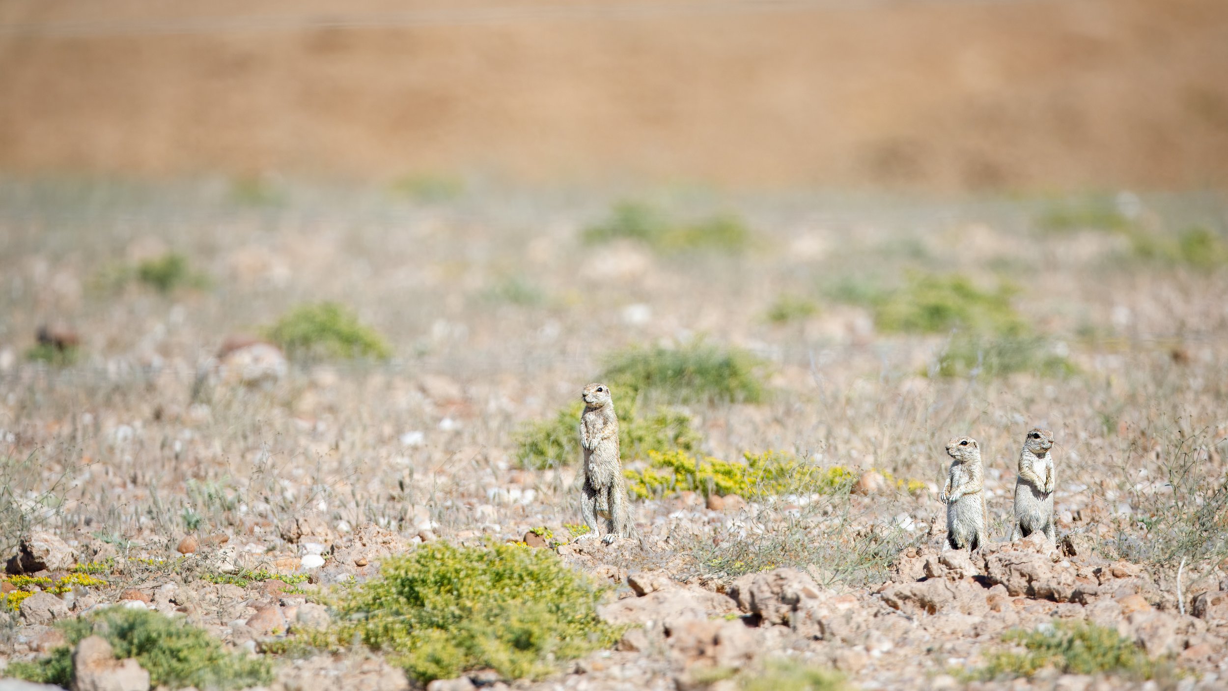  Mountain ground squirrels on the lookout 