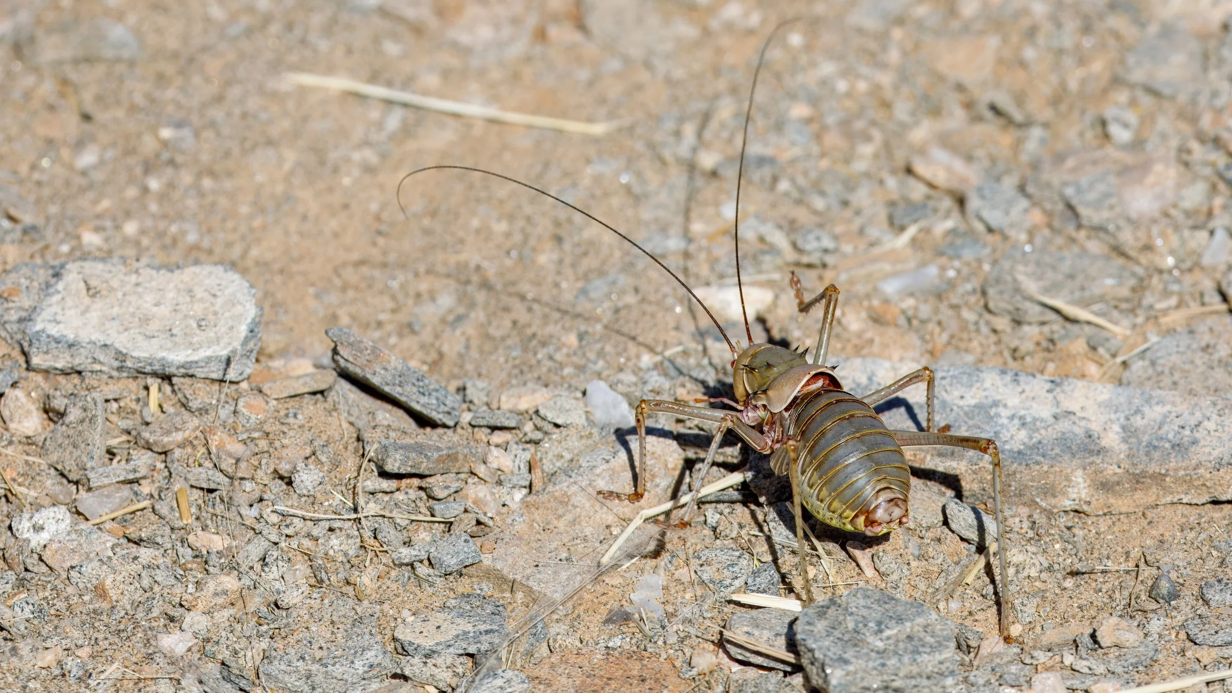  An armoured bush cricket  