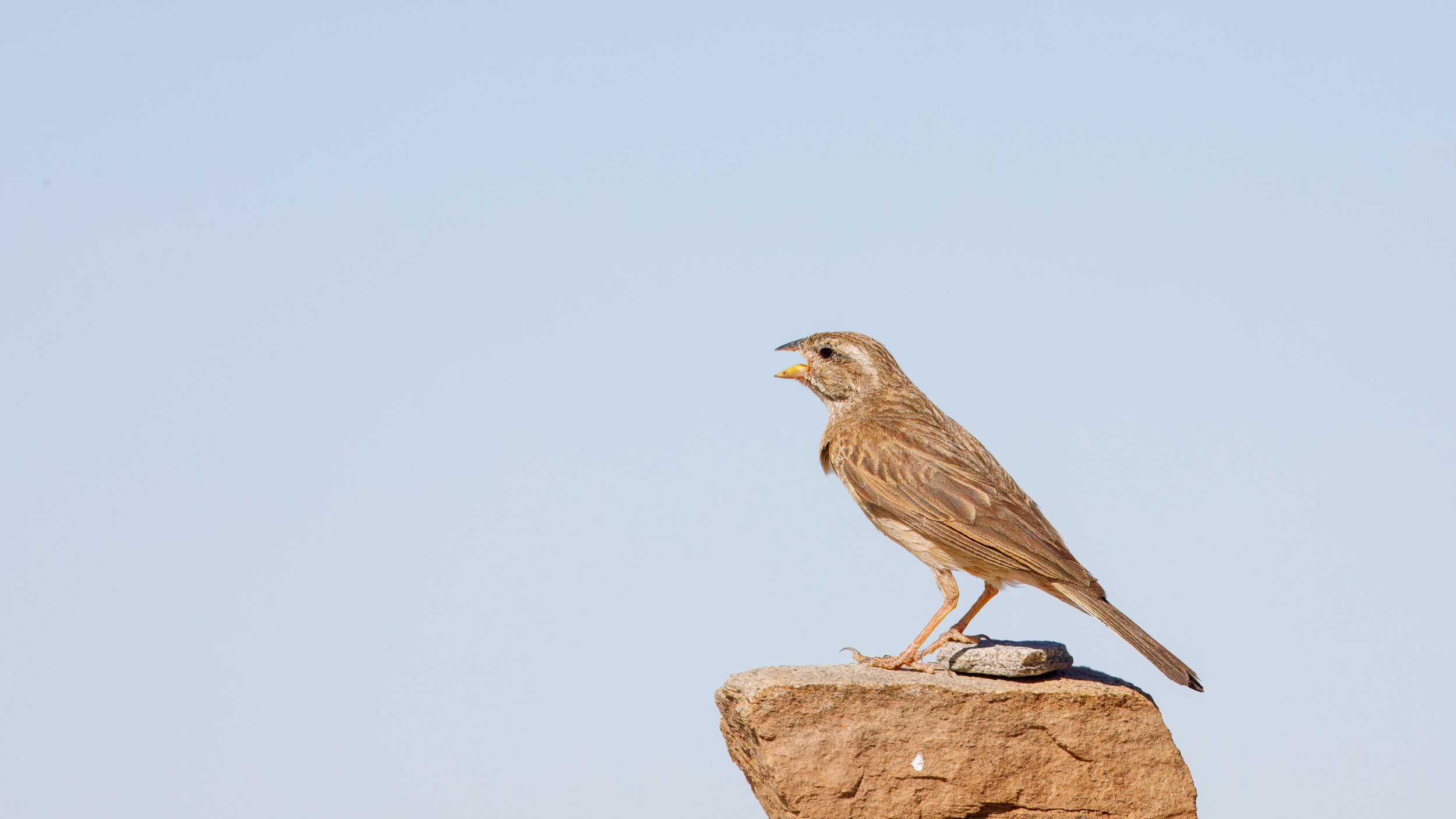  We found a lark-like bunting making its presence known 