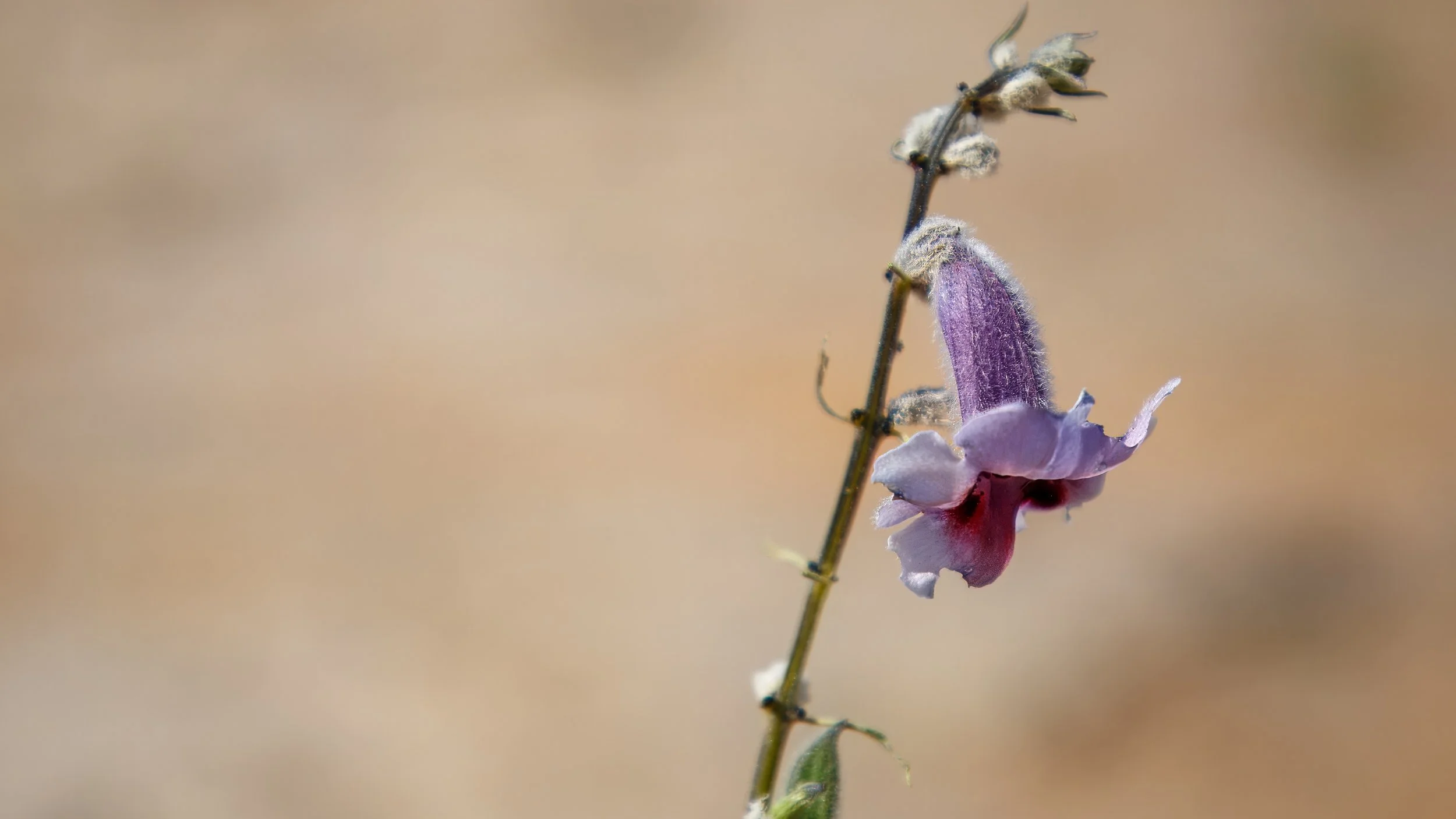  An African foxglove, bringing some colour to the desert 