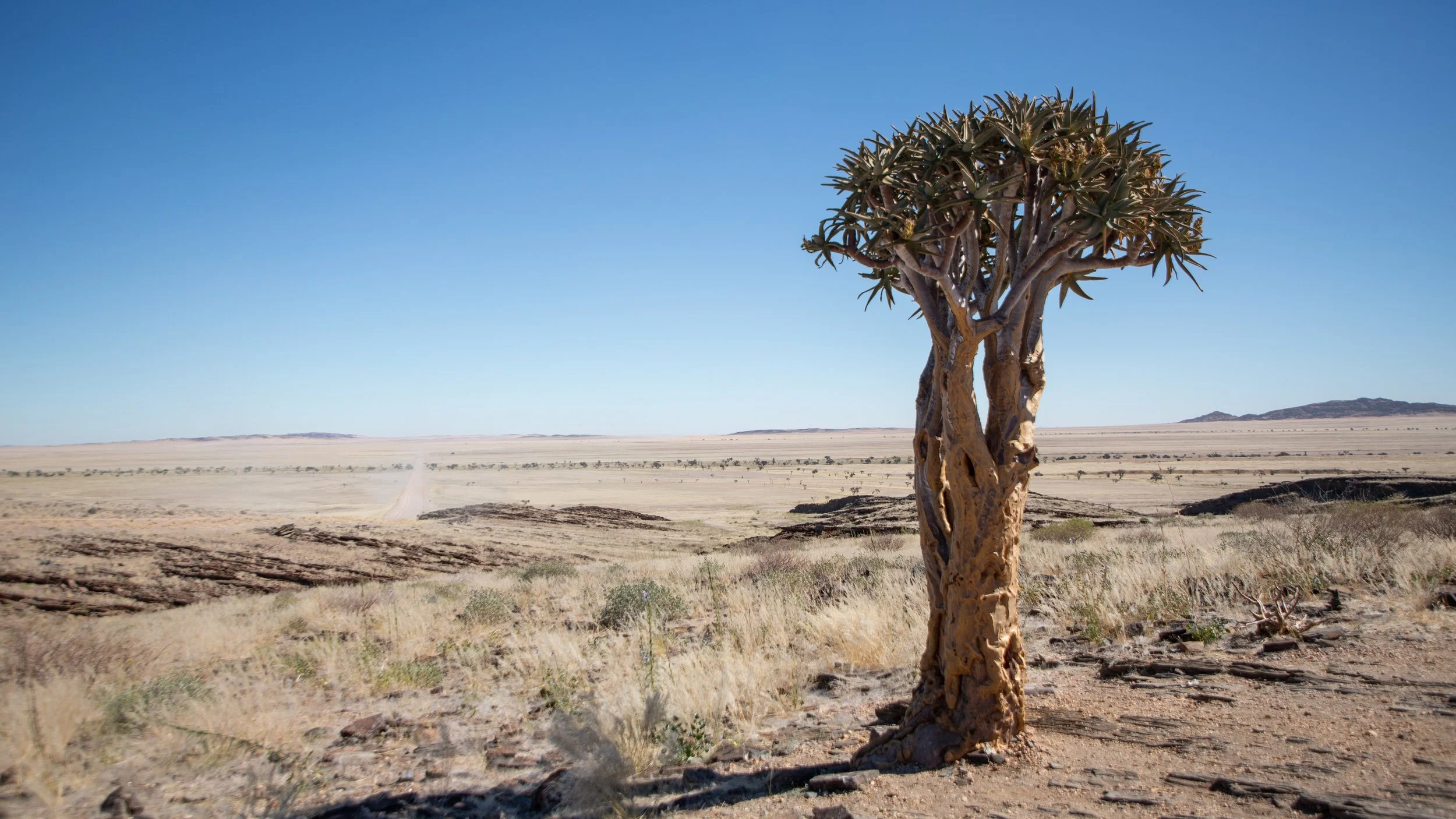  A lone quiver tree, close to where we stopped for lunch along the road 