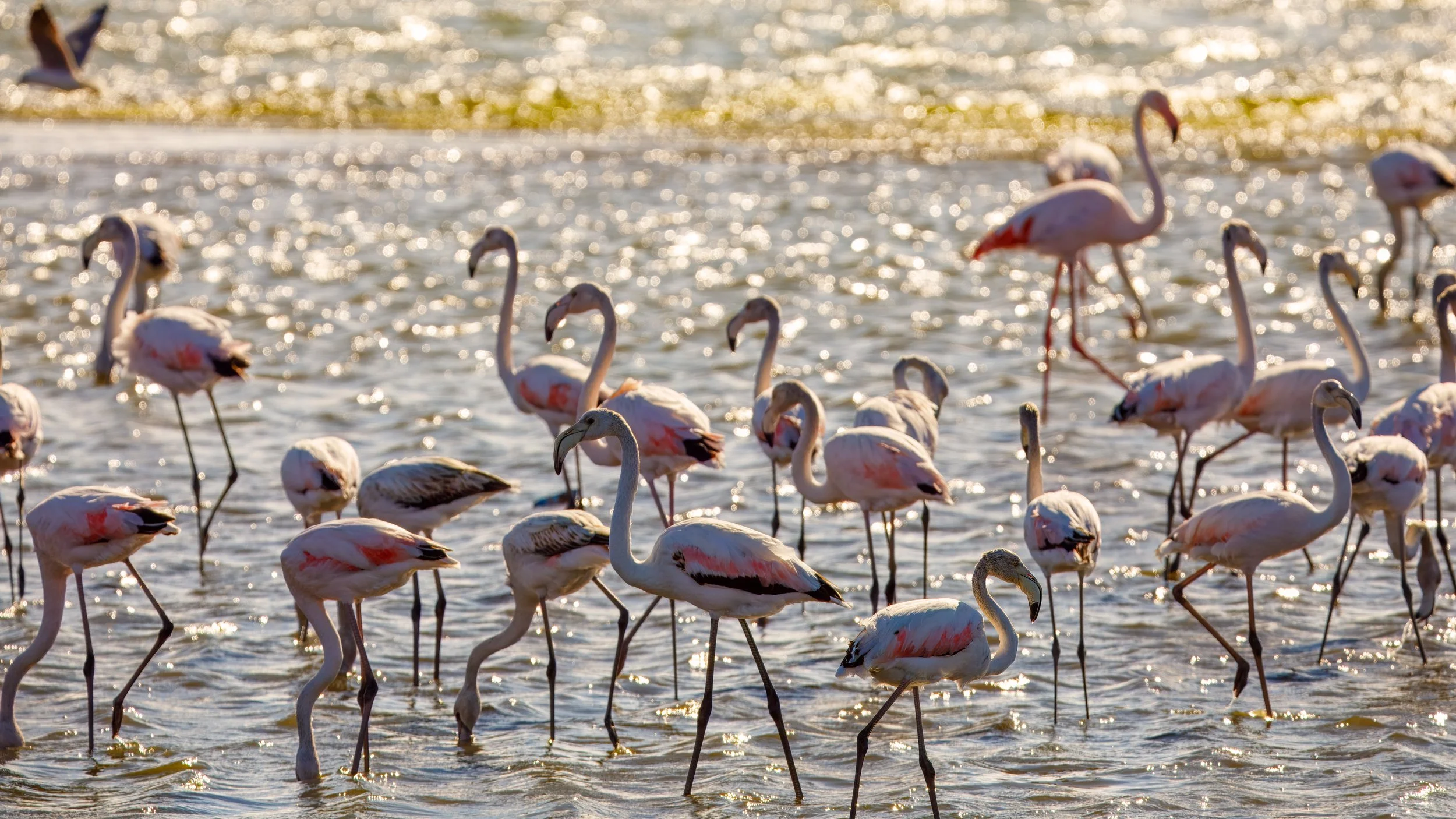  With the sun setting behind them, the lighting wasn’t terrific, but we enjoyed watching them gather while we basked in the cooler ocean weather after the long drive through the desert  