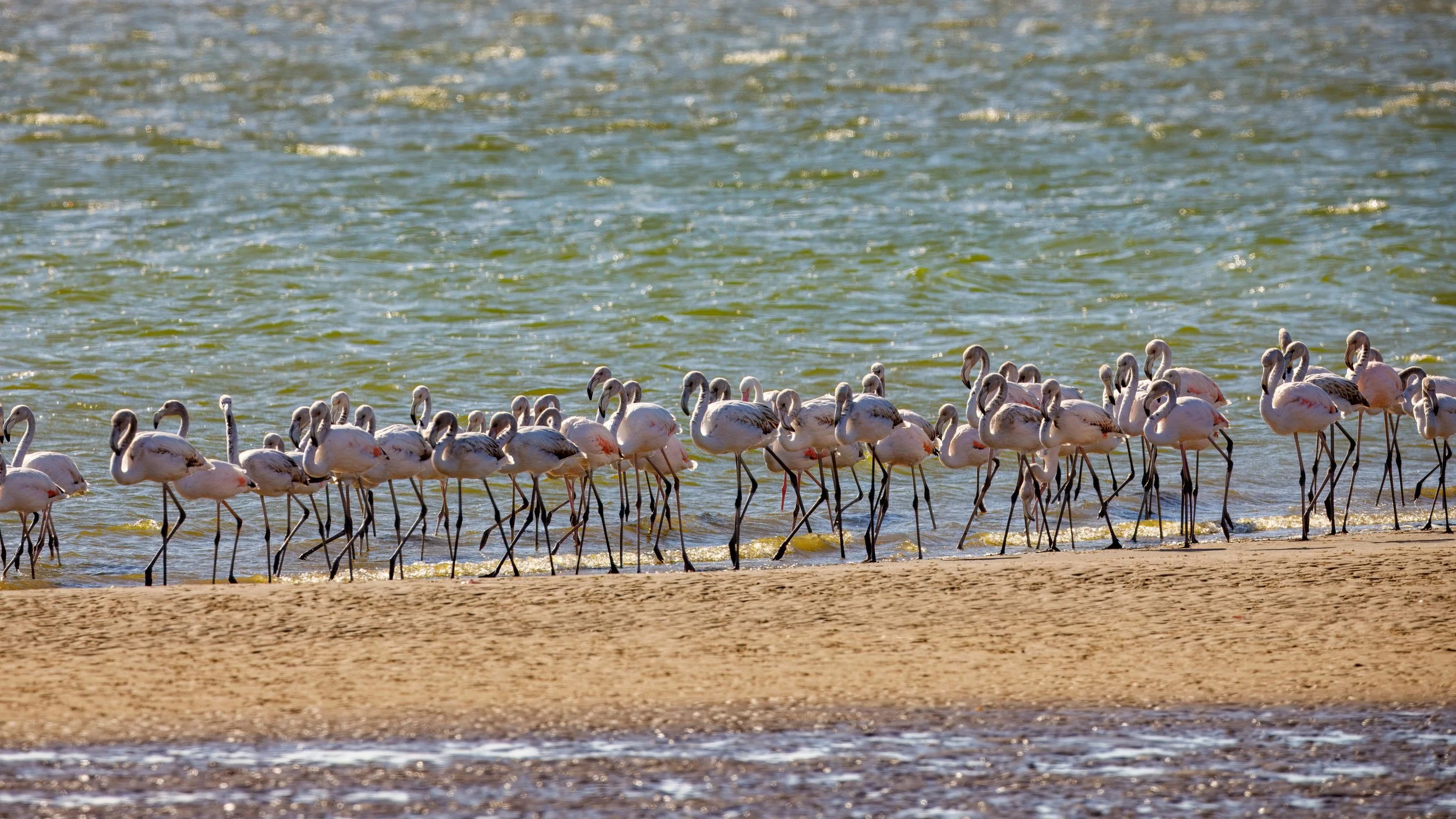  At Walvis Bay, we encountered a large flock of flamingos. 