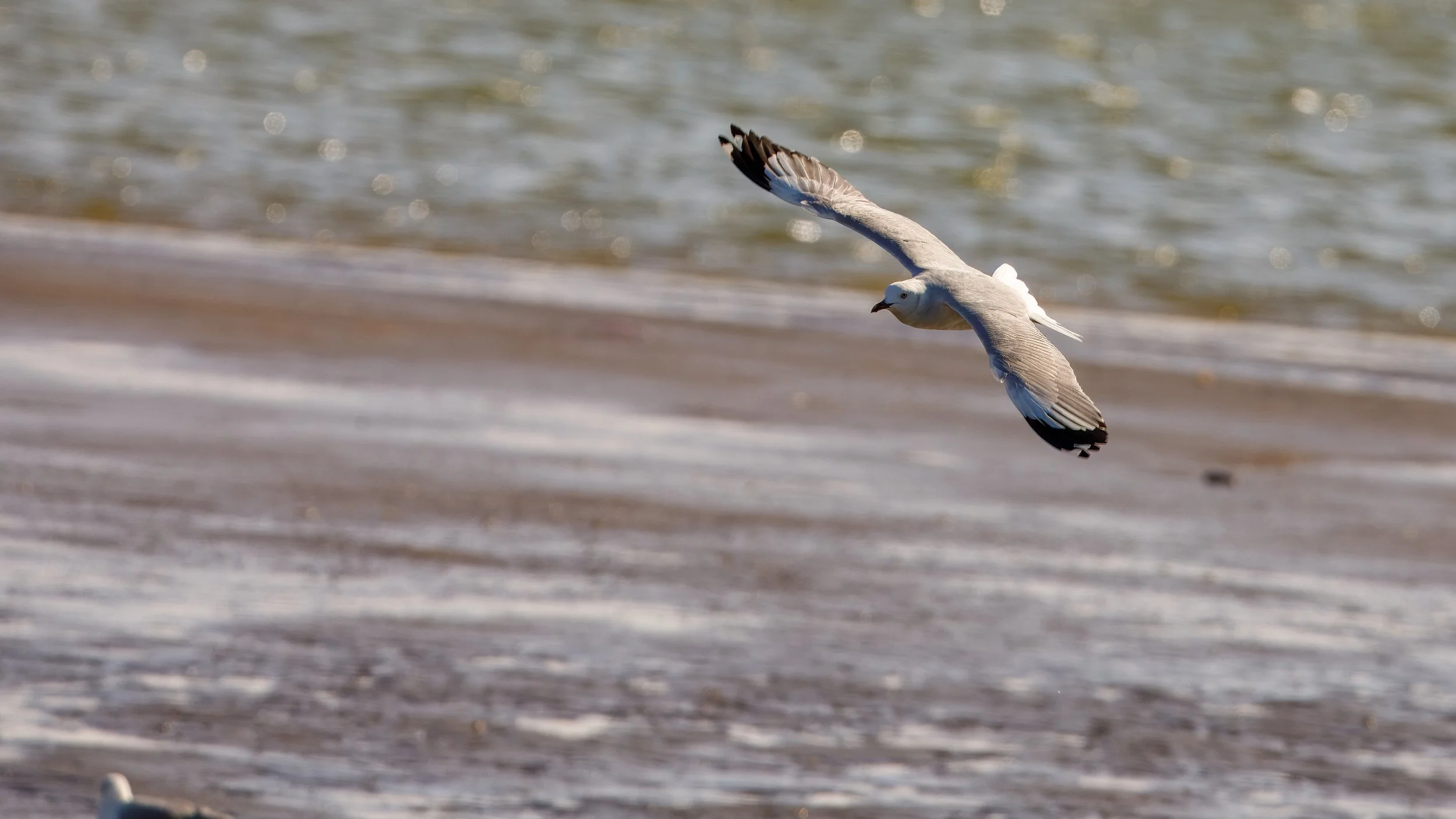  Kelp gull  