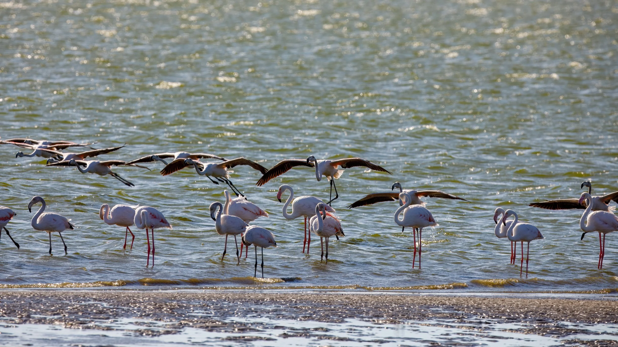  Watching flamingos take flight is always fascinating 