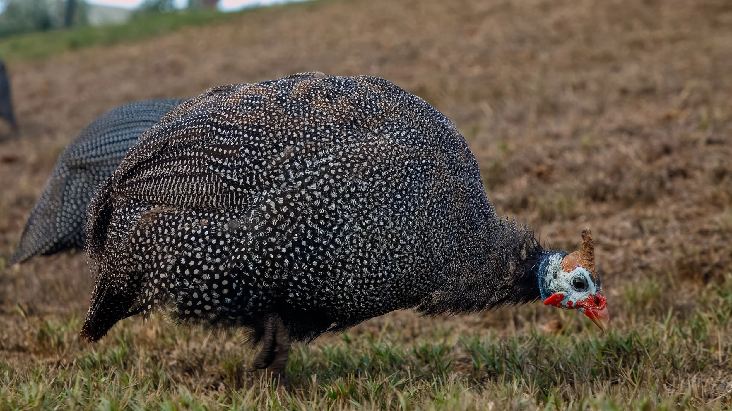  Helmeted guinea fowl roaming the ground near the city hall 
