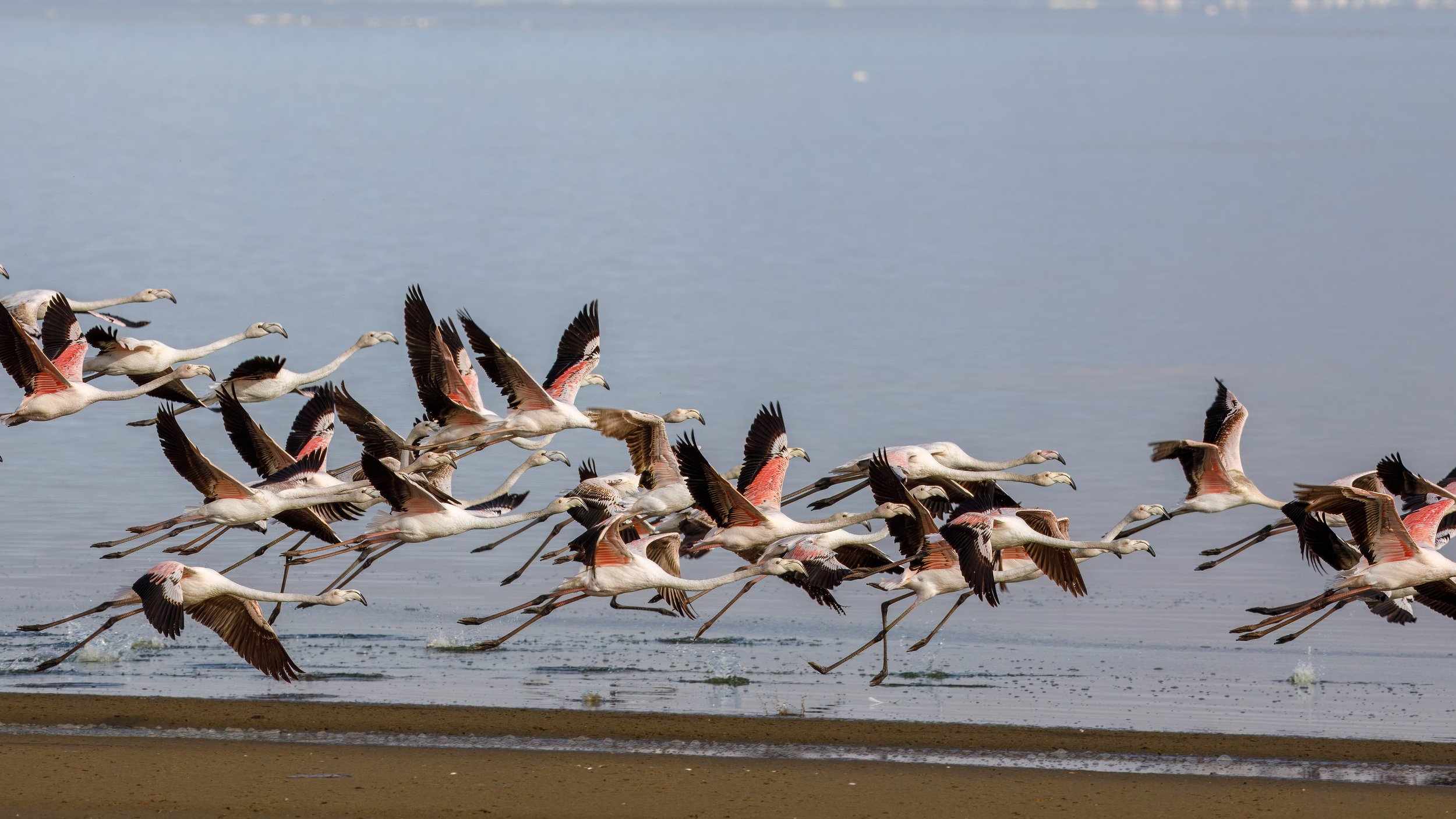  Like the previous day, the coastline was full of flamingos, and we caught this group just taking flight — first, running across the surface of the water, and then getting enough speed to take to wings 