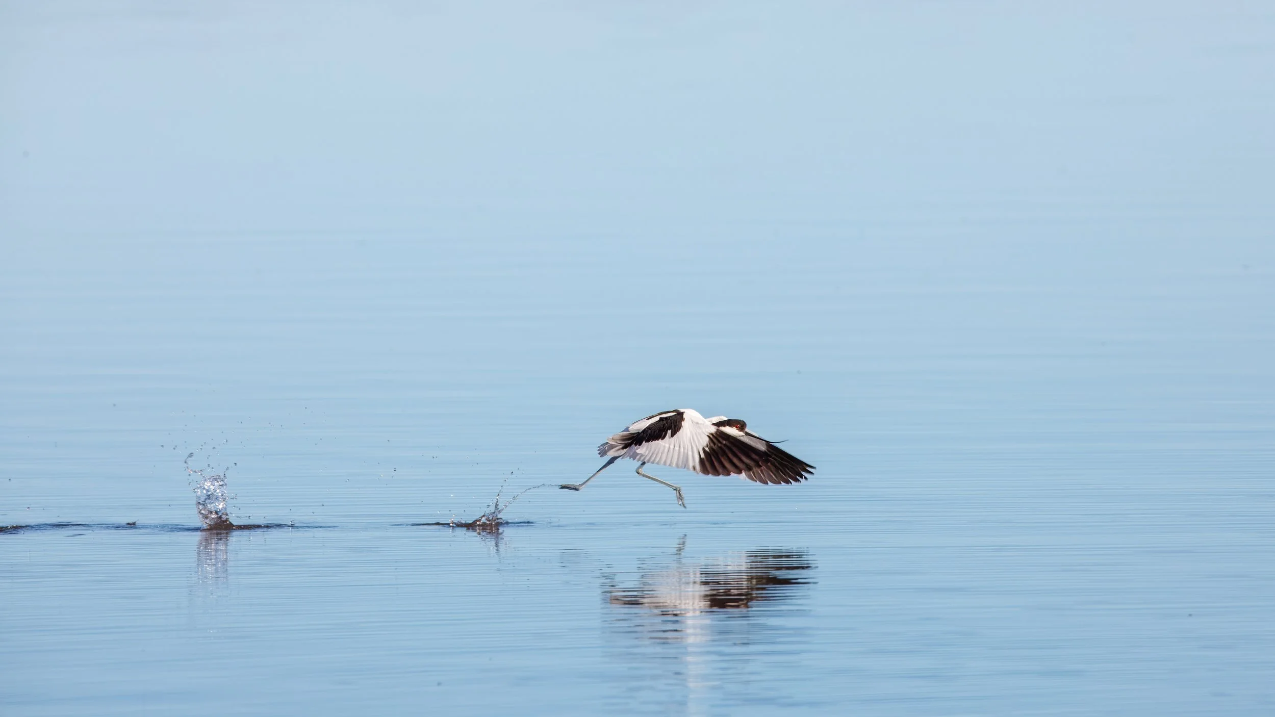  Pied avocet taking flight along the mudflats in Walvis Bay 