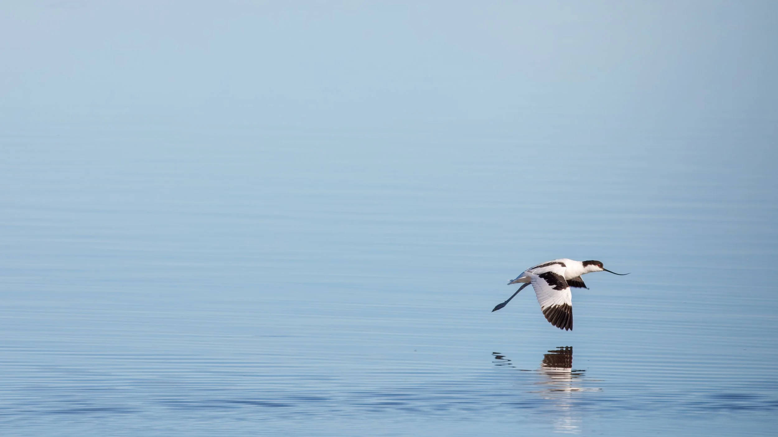  Sticking close to the water as it hunts for food 