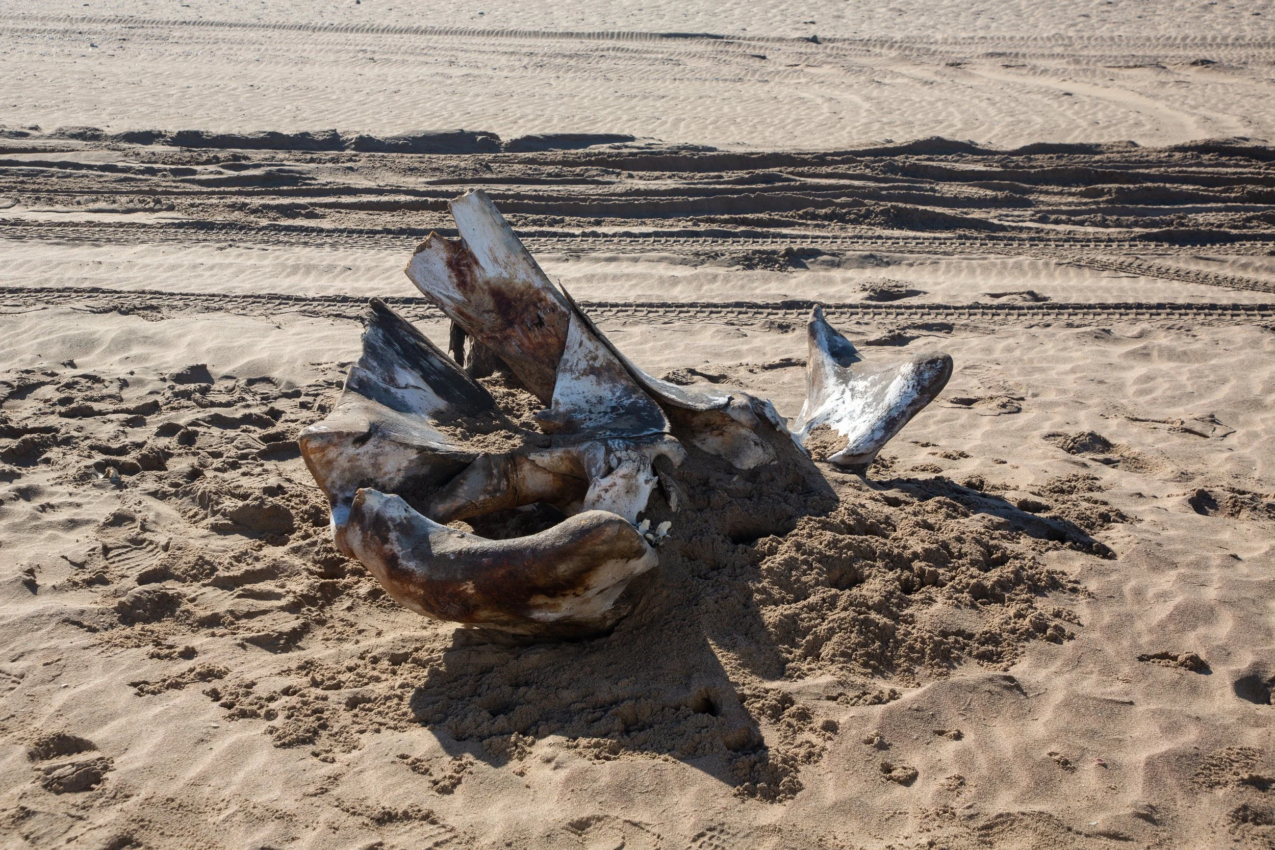  Portion of a whale skeleton left on the beech  