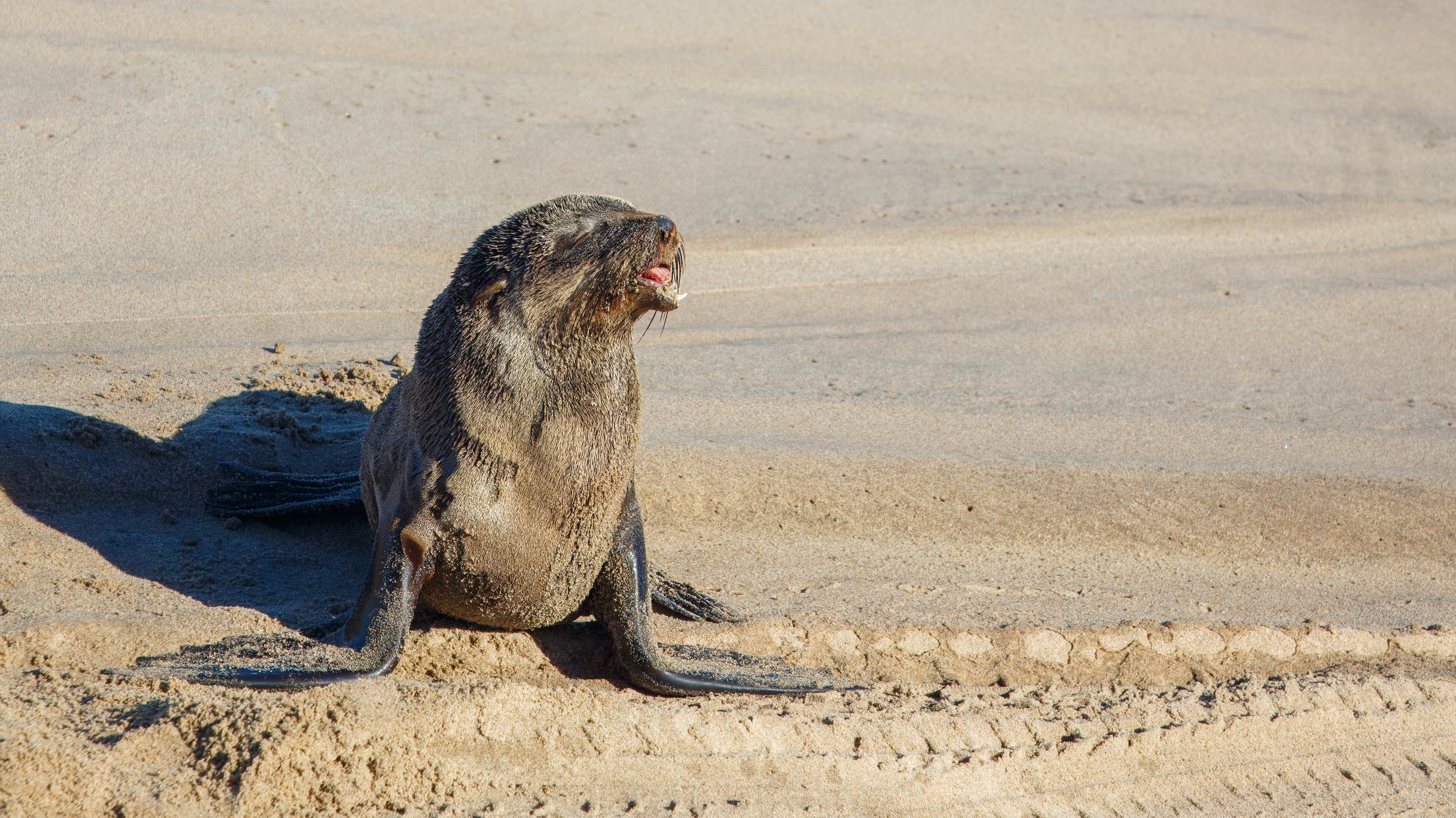  A less than healthy looking seal, away from its bigger colony 