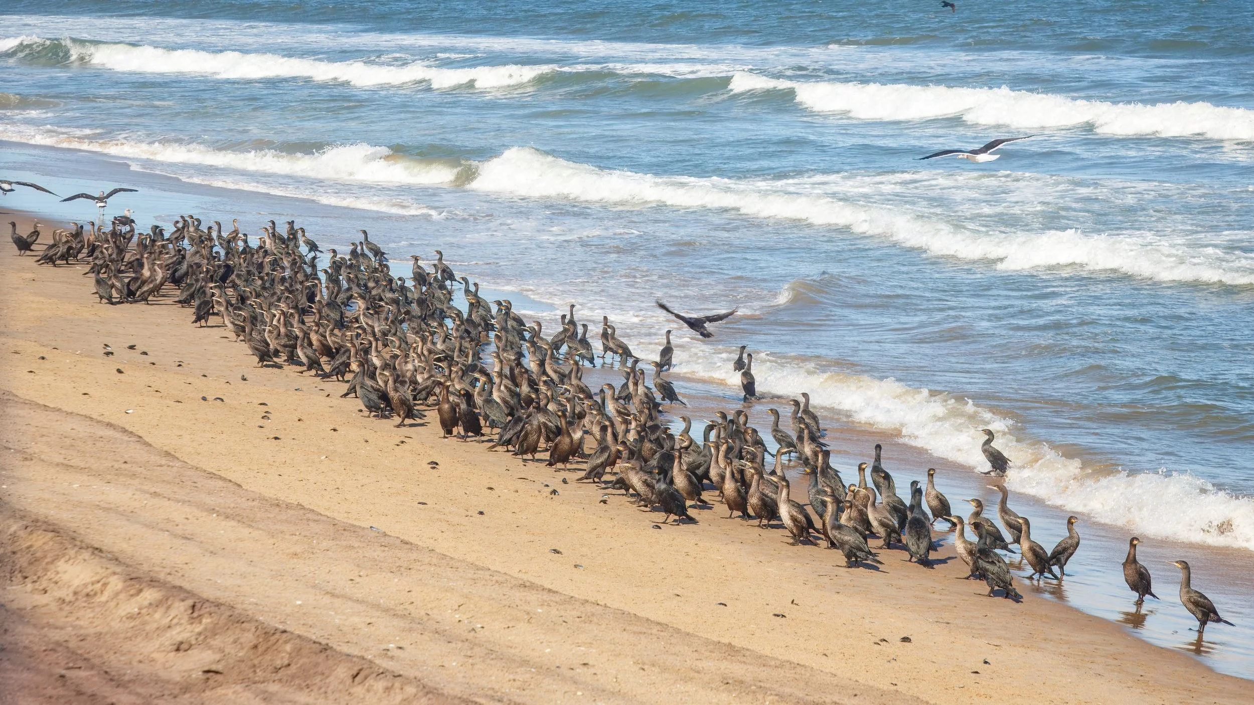  Giant flock of cape cormorants that covered a large portion of the beach 