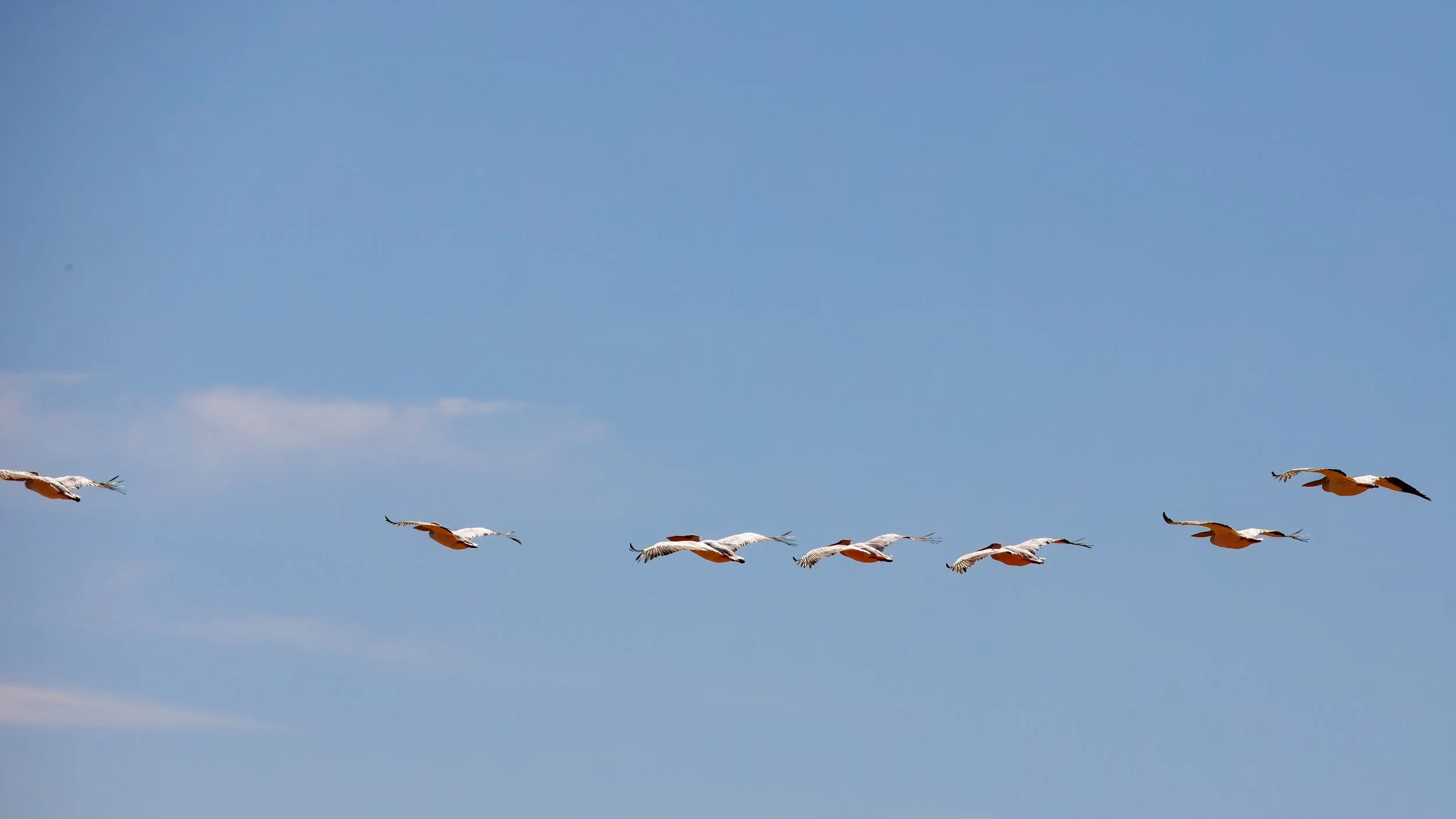  Flamingos making their way further down the coast 