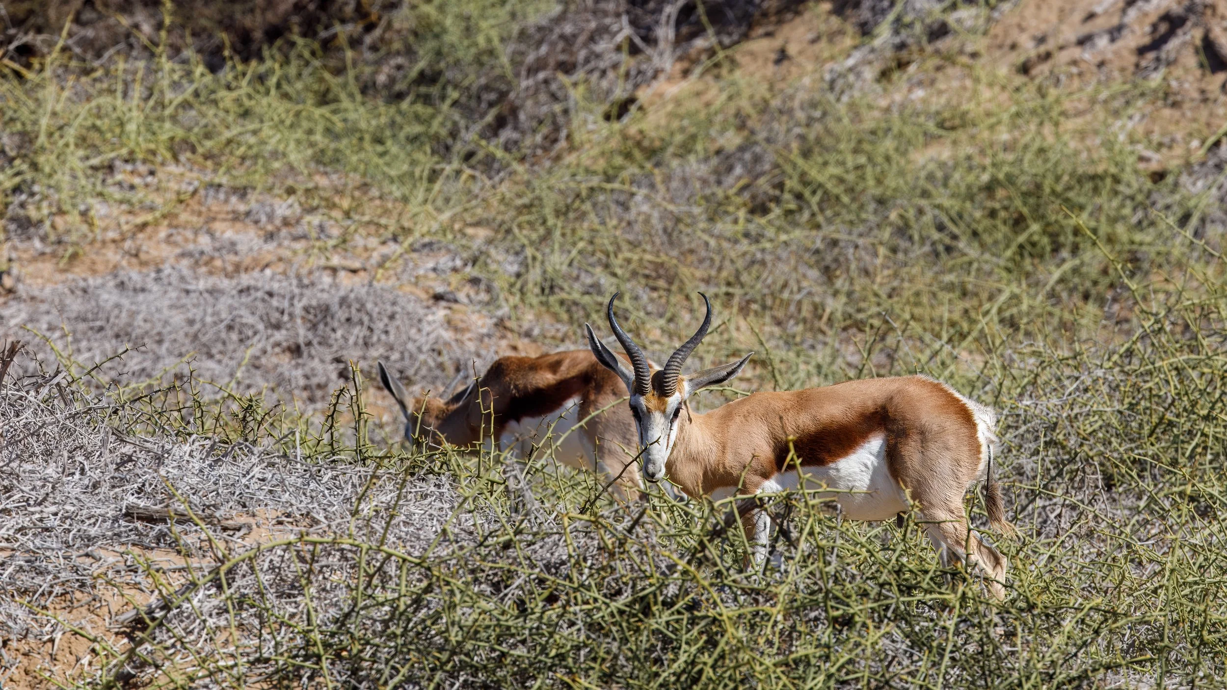  Although we spent a lot of time looking for wildlife in this bush, we only found springbok 