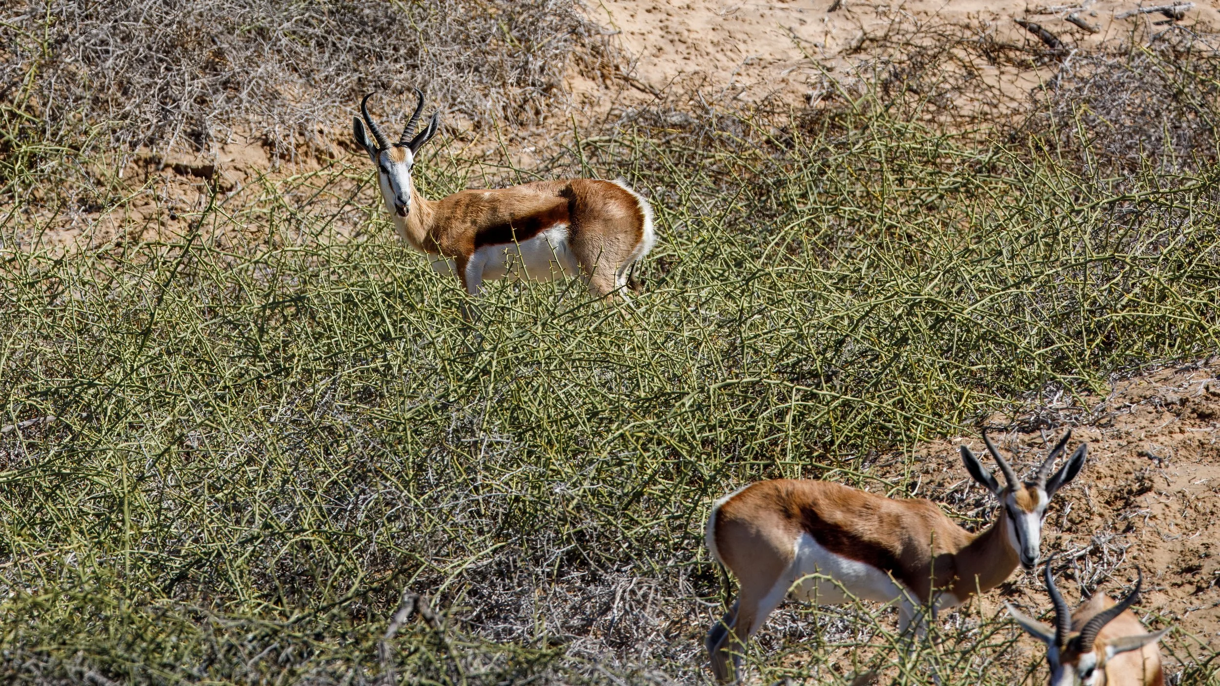 Our best view of the limited wildlife 
