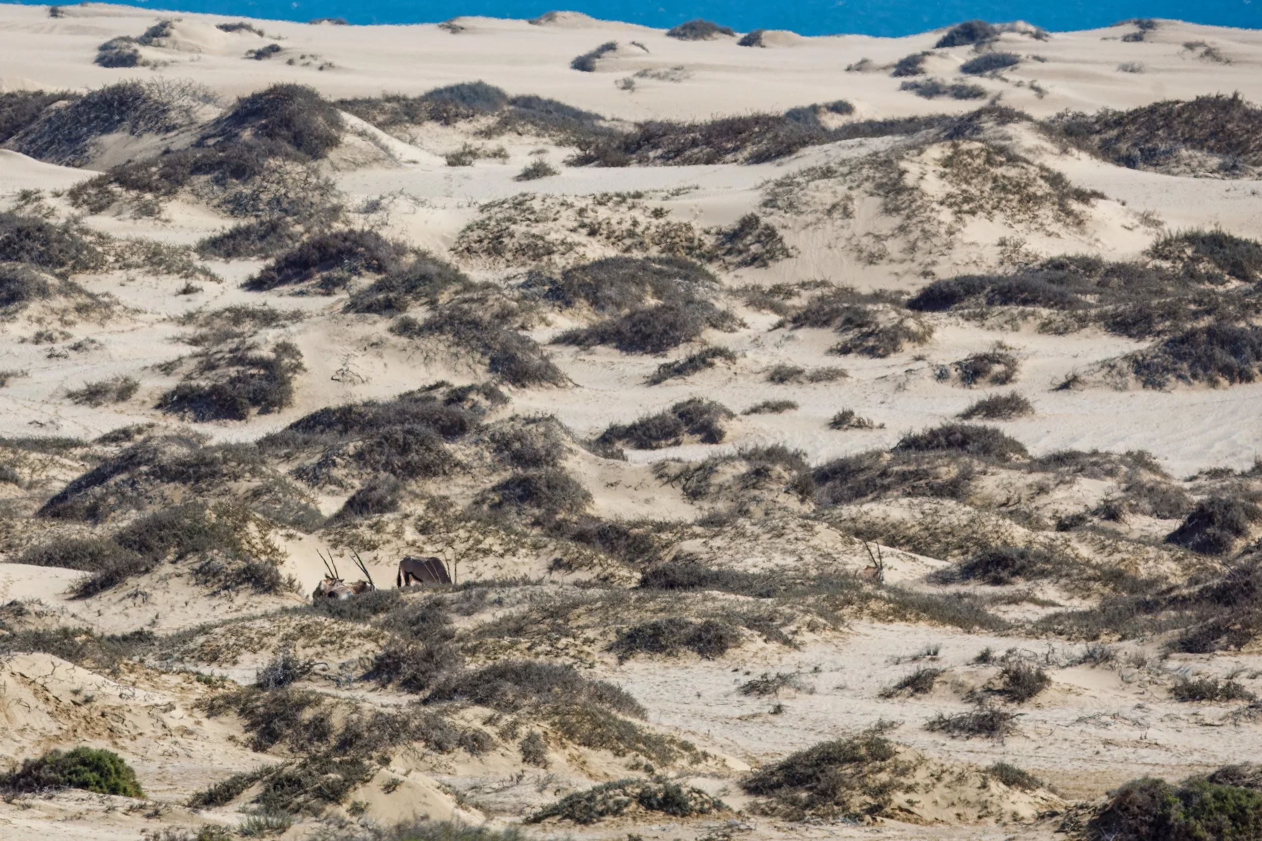  Further afield, if you look very closely, you can see three oryx 
