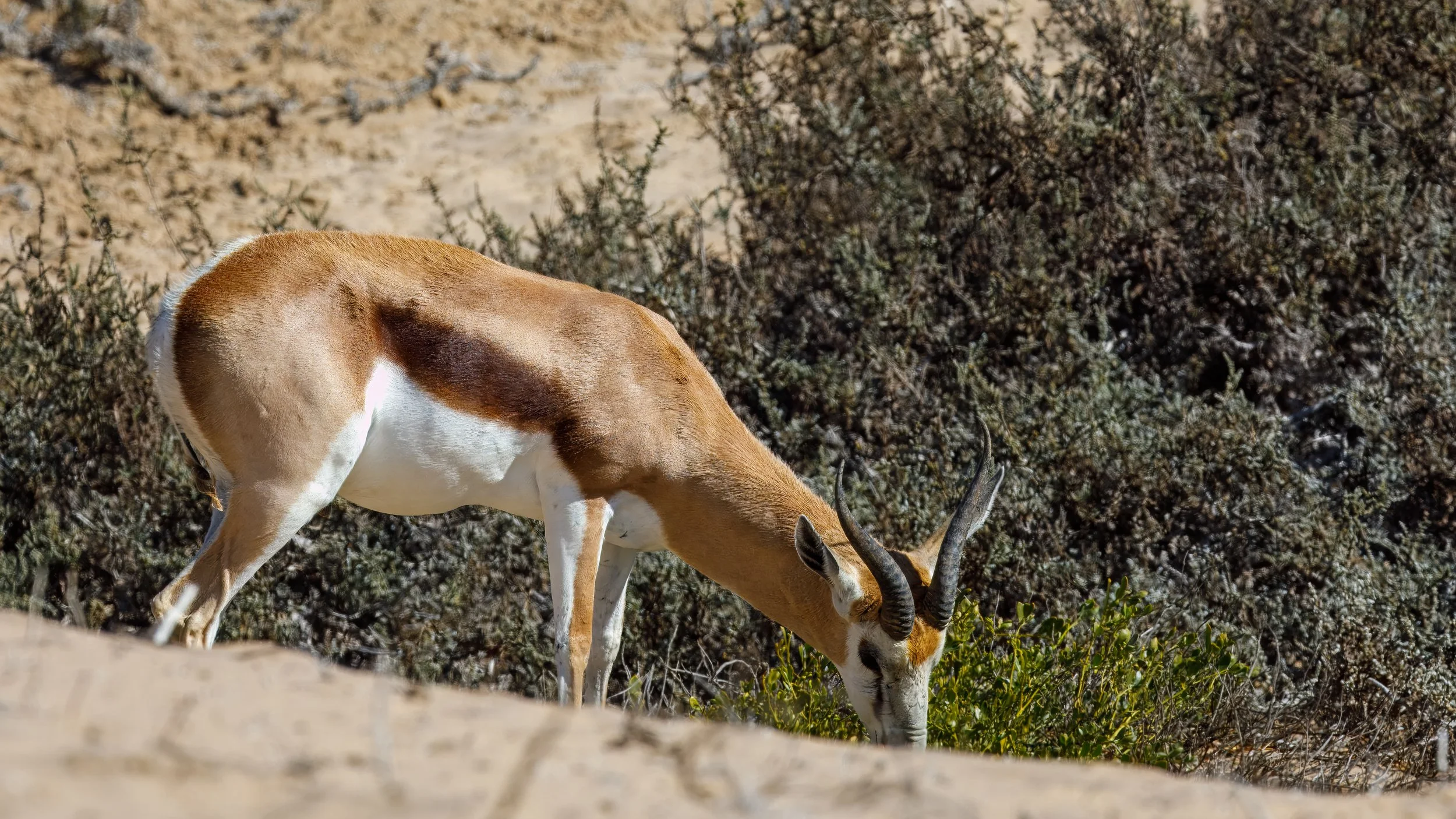  Another springbok further along the beach 