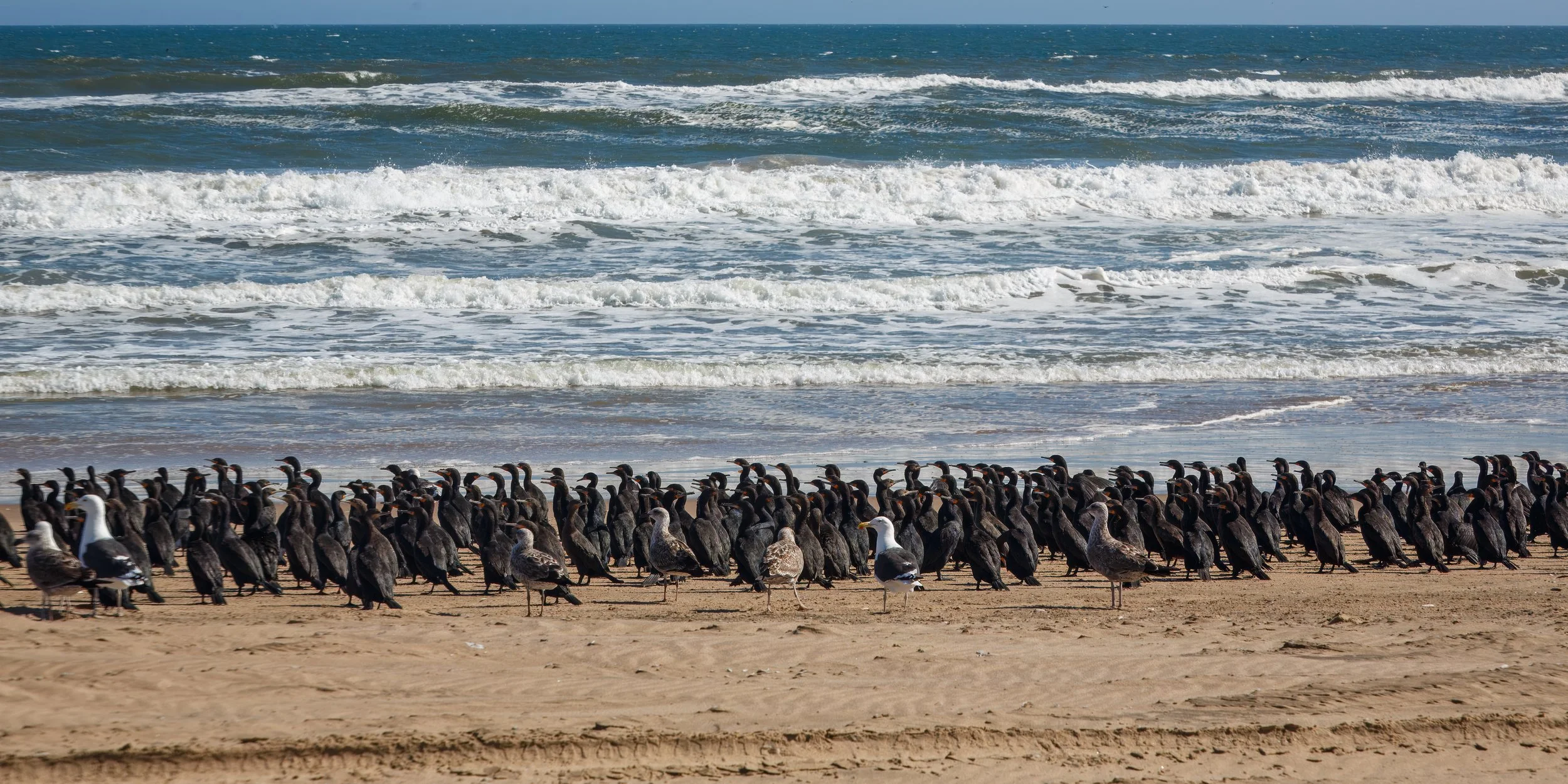  A further sense of the incredible number of cape cormorants along the coast as we made our way north 