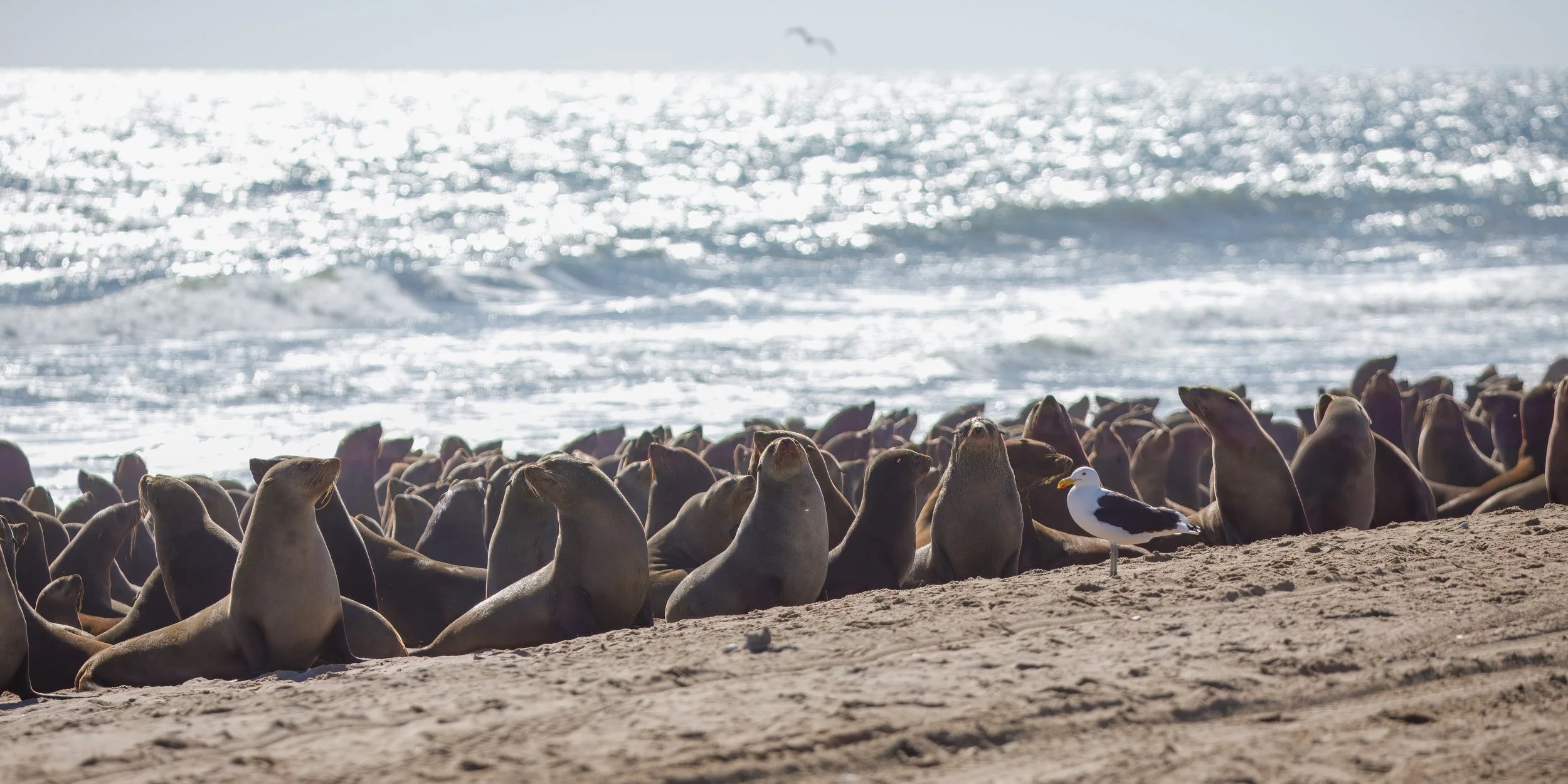 A small sample of the massive seal colony that surrounds Pelican Point 