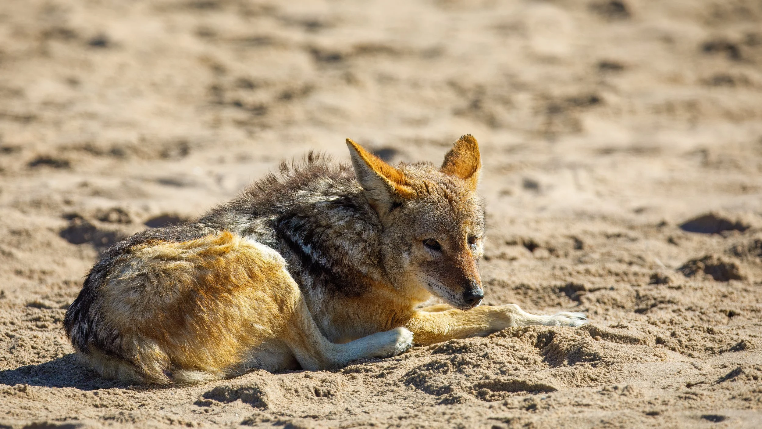  Black-backed hyena hanging out on the side of the seal colony looking and waiting for food opportunities in the form of younger seal pups or injured adults 