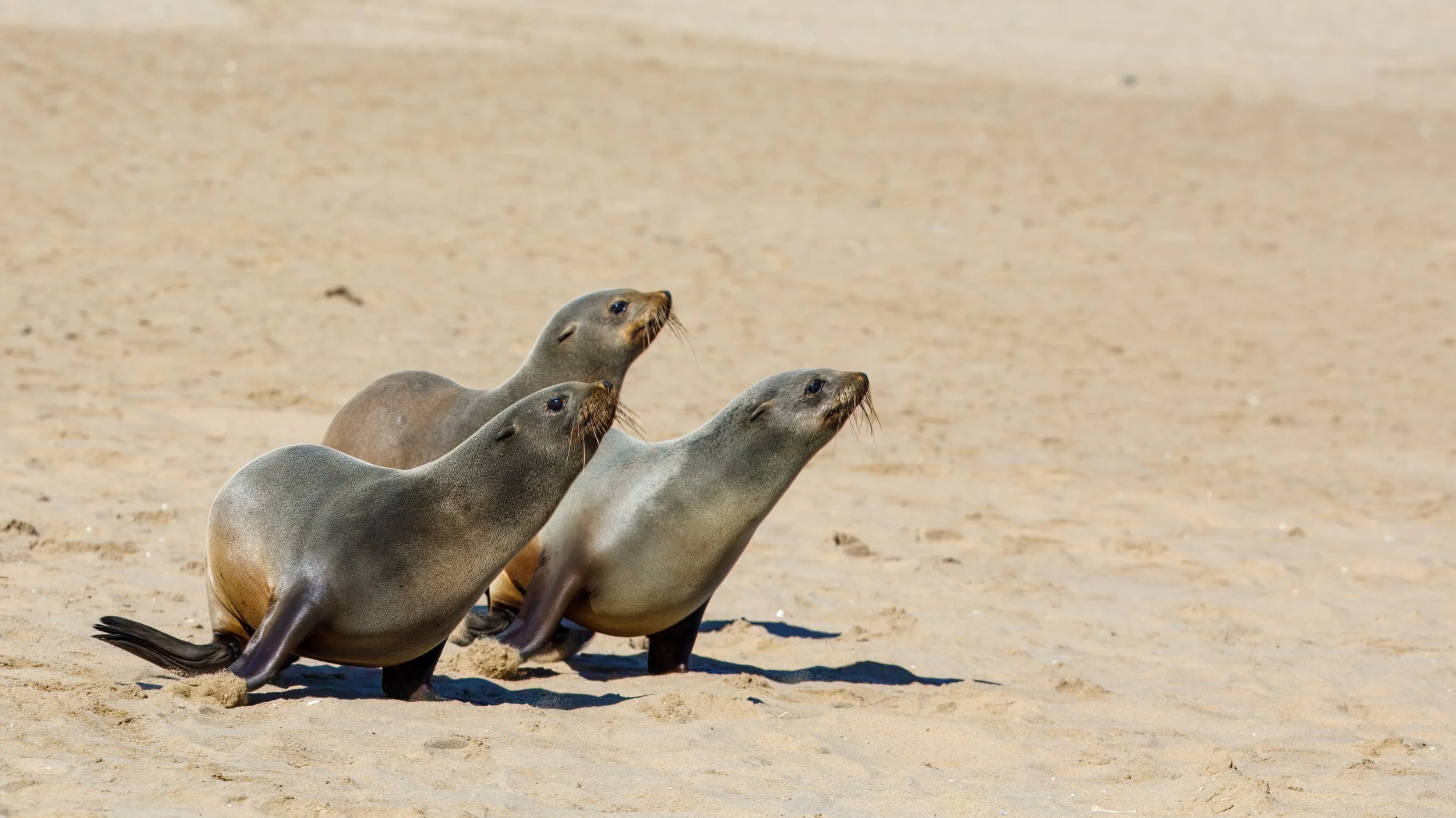  A few seals away from the larger colony 