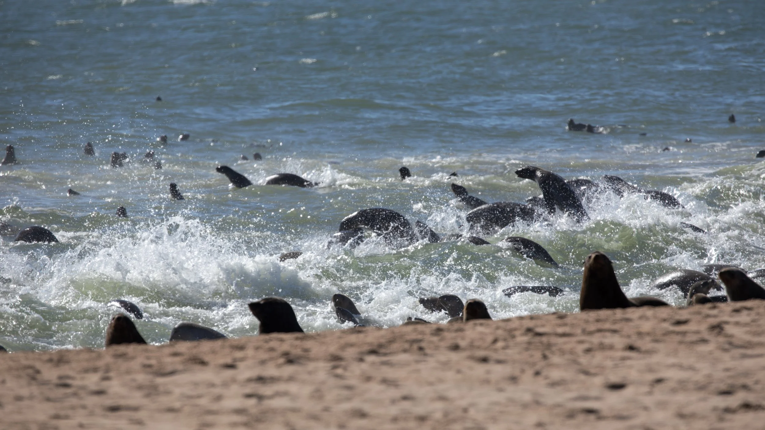  A more active group entering the cold coastal waters 
