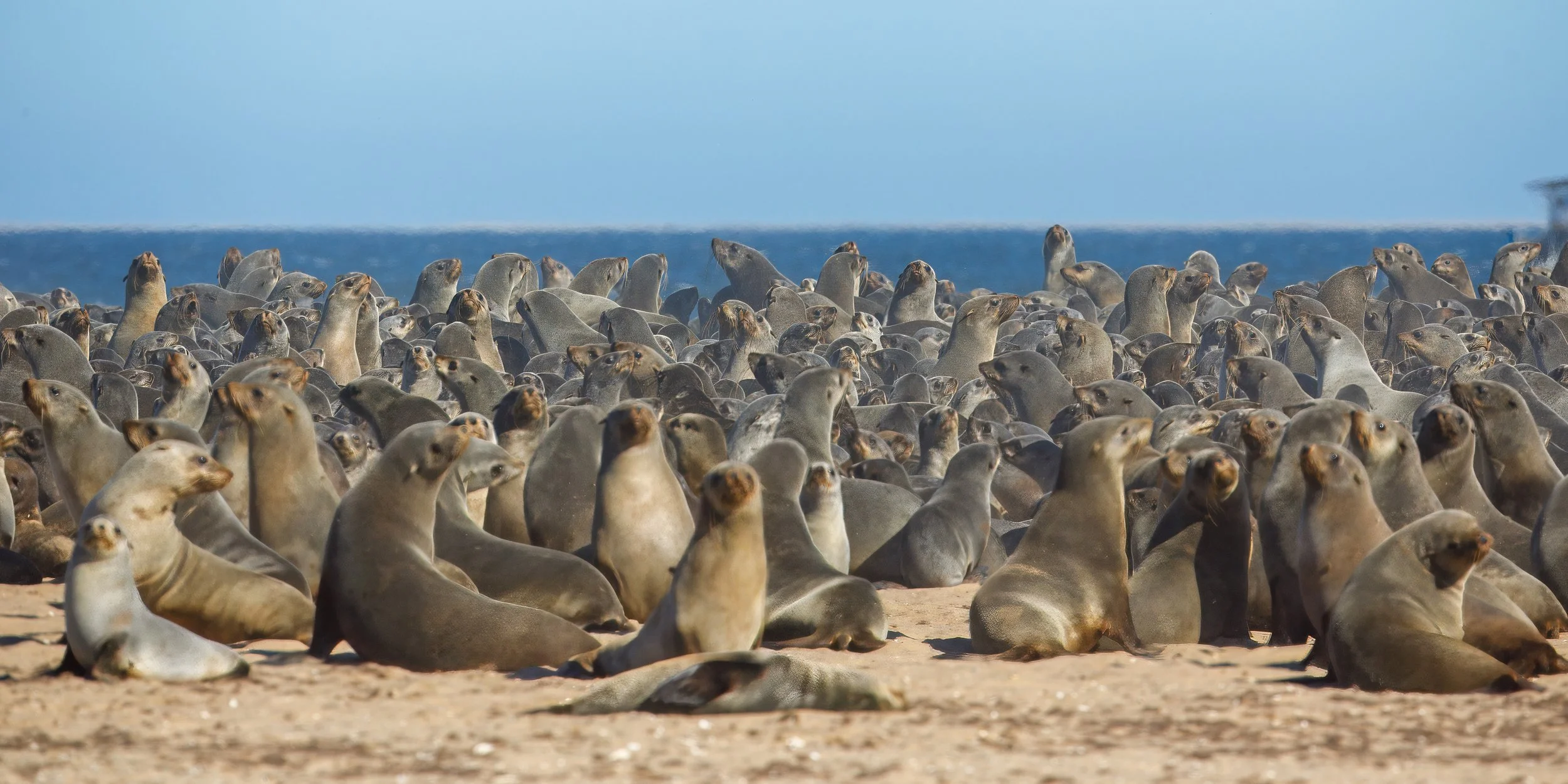  A further sense of the size and scope of the colonies 