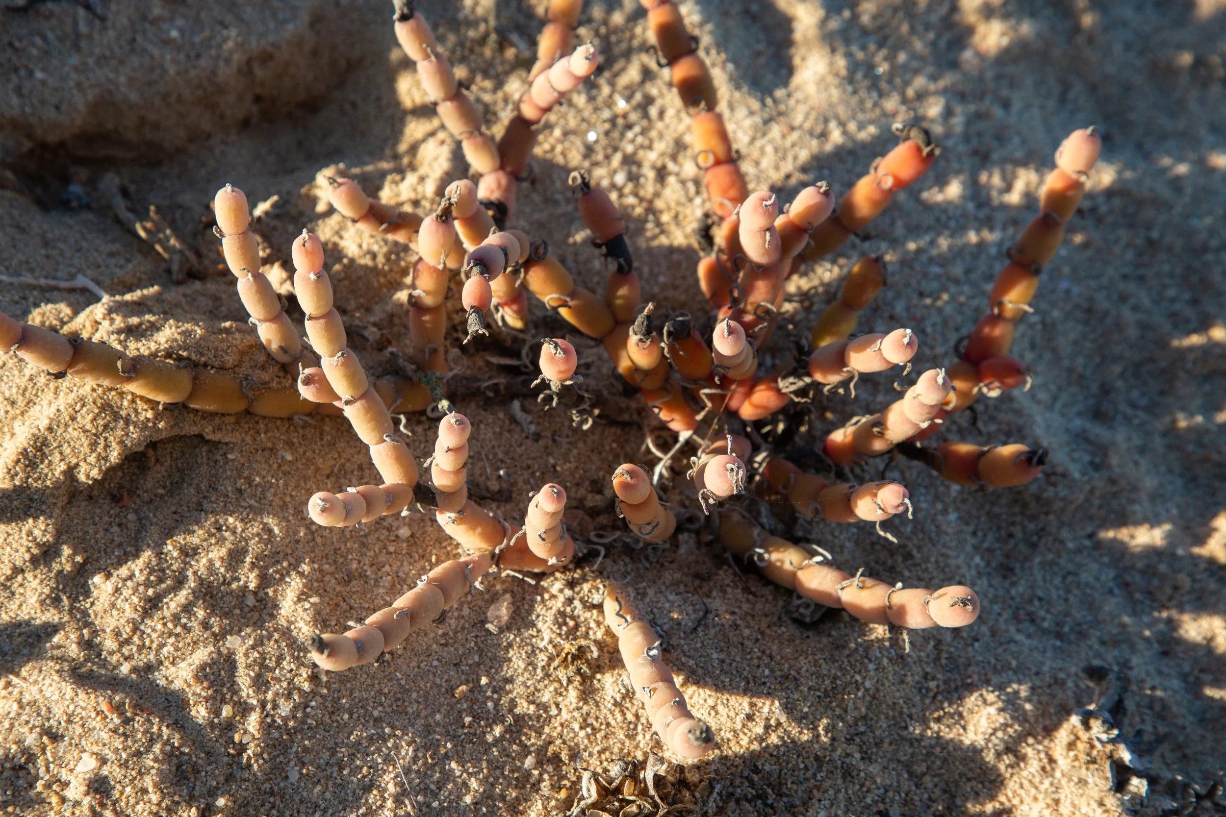  Seekoraal, a salt-tolerant succulent commonly known as glasswort, is well adapted for the salt sea air 