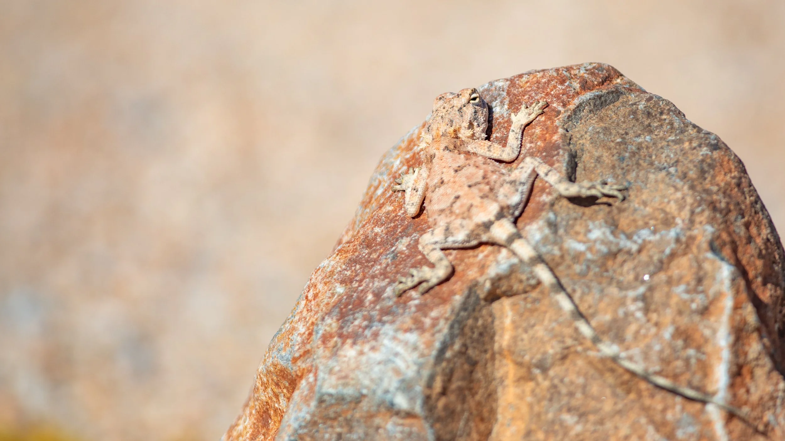  In Damara Land, the ground agama lizard is almost perfectly camouflaged on a rock 