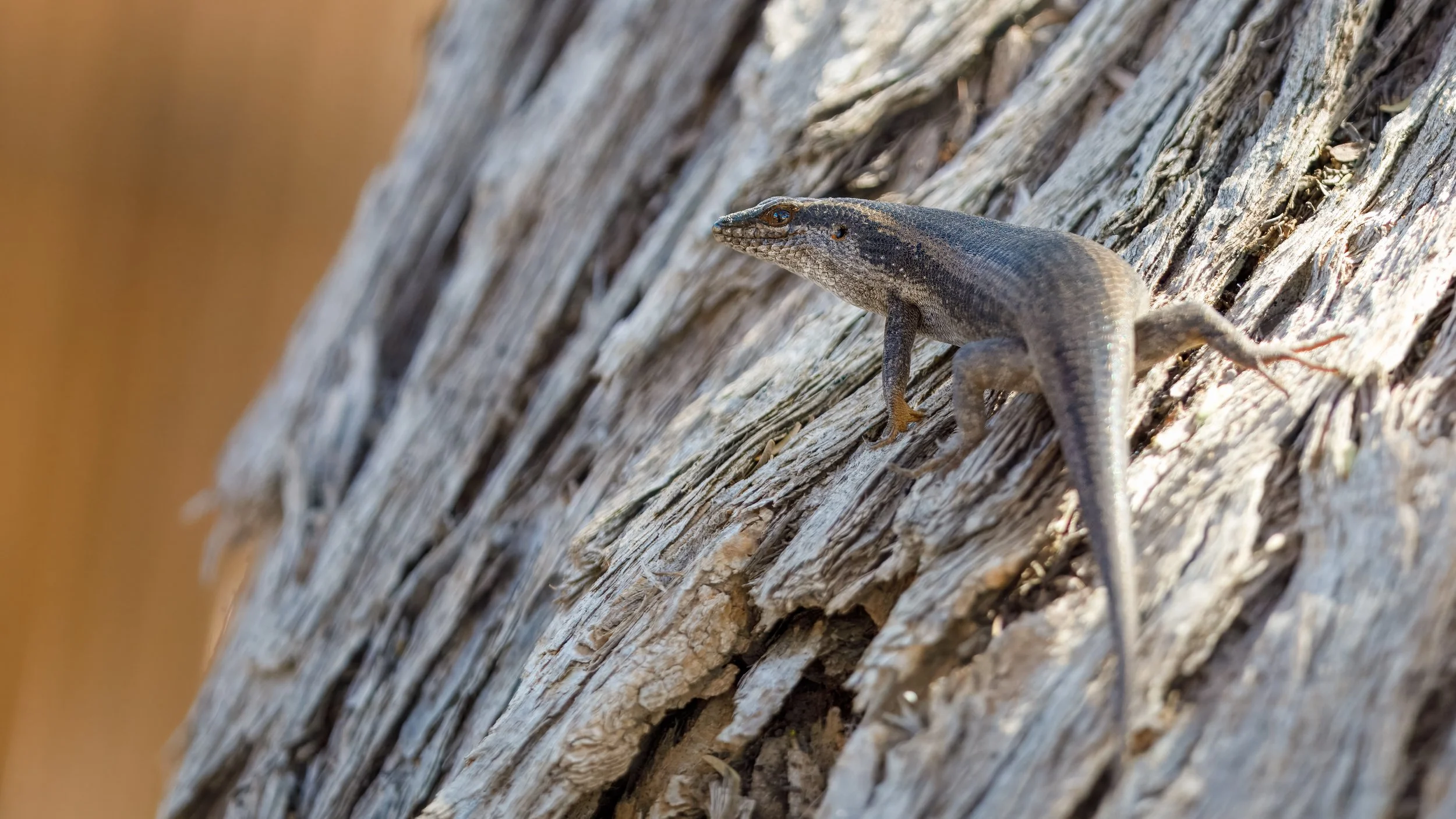  A Kalahari tree skink, blending into the tree trunk, next to where we stopped for lunch in the small town of Uis 