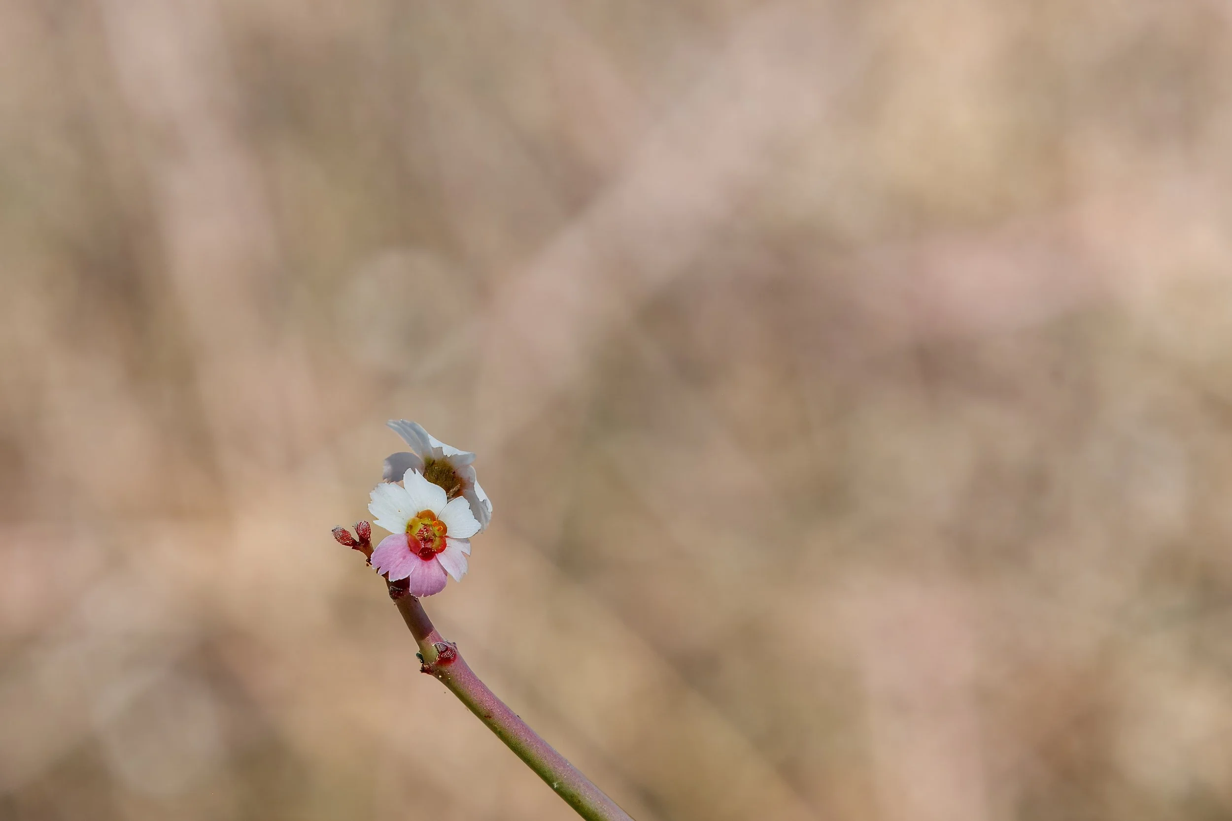  South-West Edelweiss flower, a succulent plant endemic to the arid regions neighboring the Namib Desert 