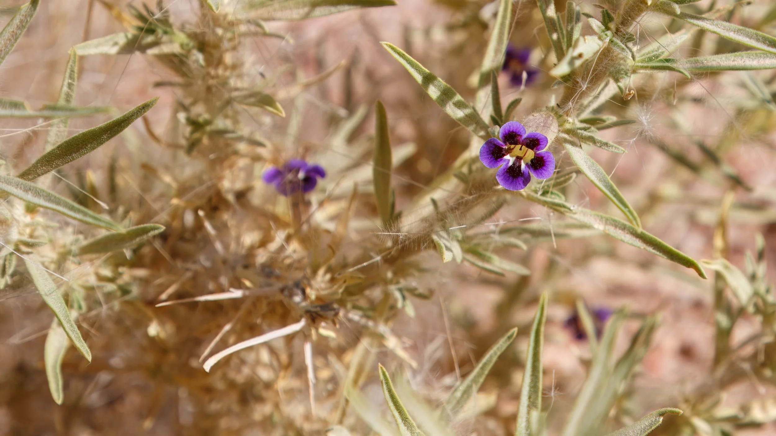  A karoo violet, a low-growing, thorny desert plant found in arid regions like Damaraland 