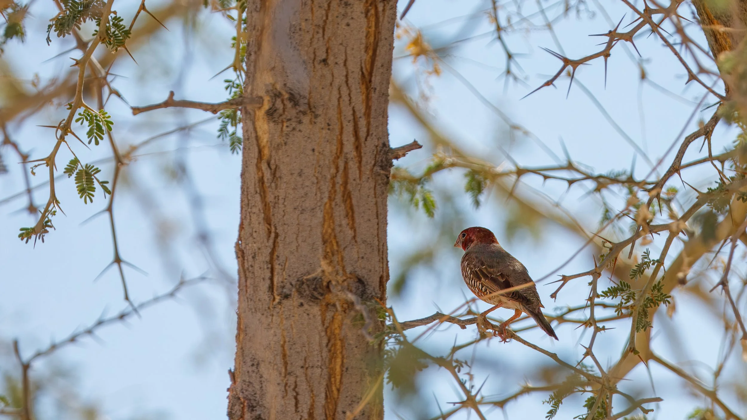  Red-headed finch 