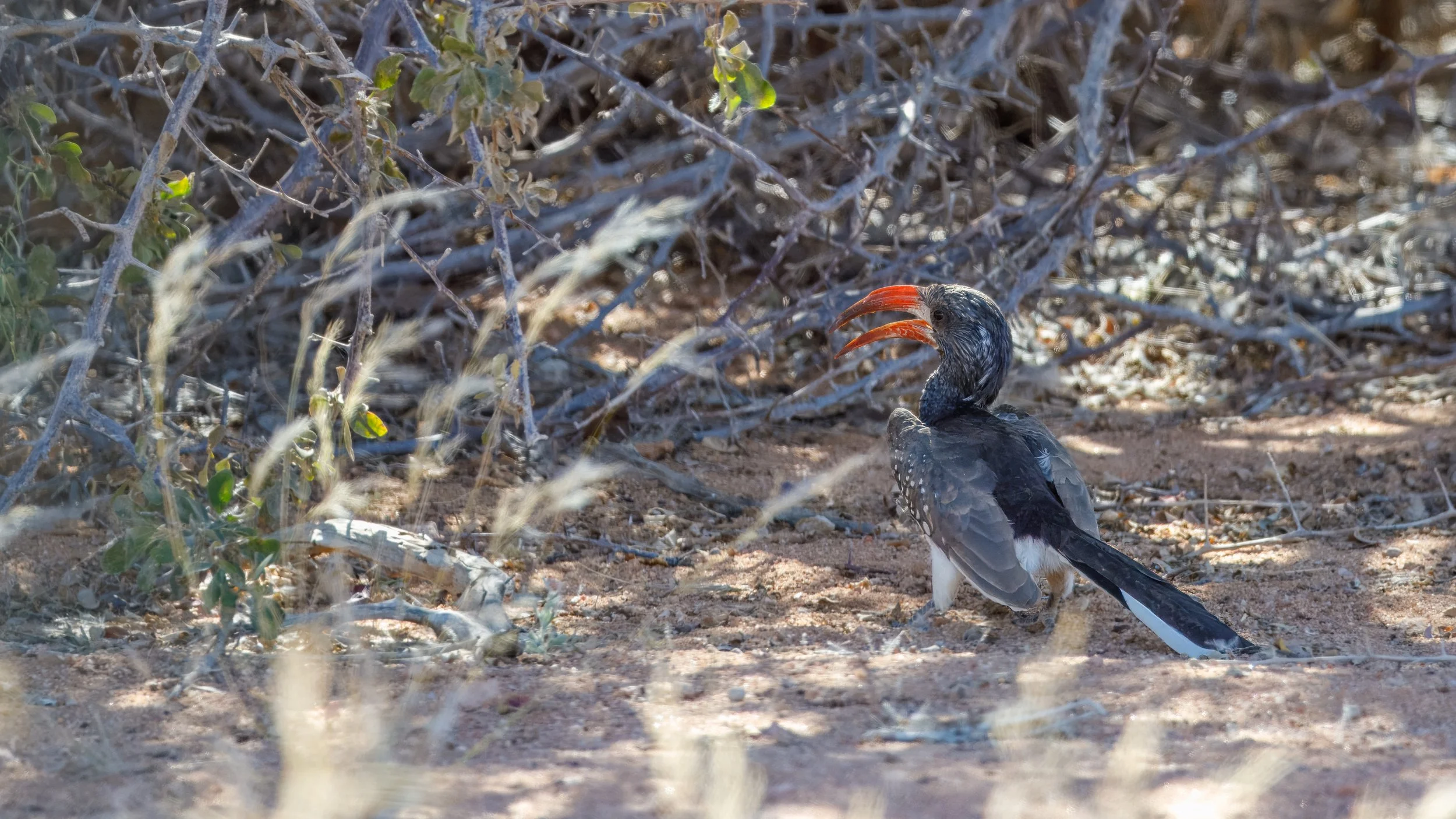 Monteiro's hornbill is a "near-endemic" species to Namibia. This means almost the entire global population lives right within the country's borders, with only a few birds crossing over into southwestern Angola 