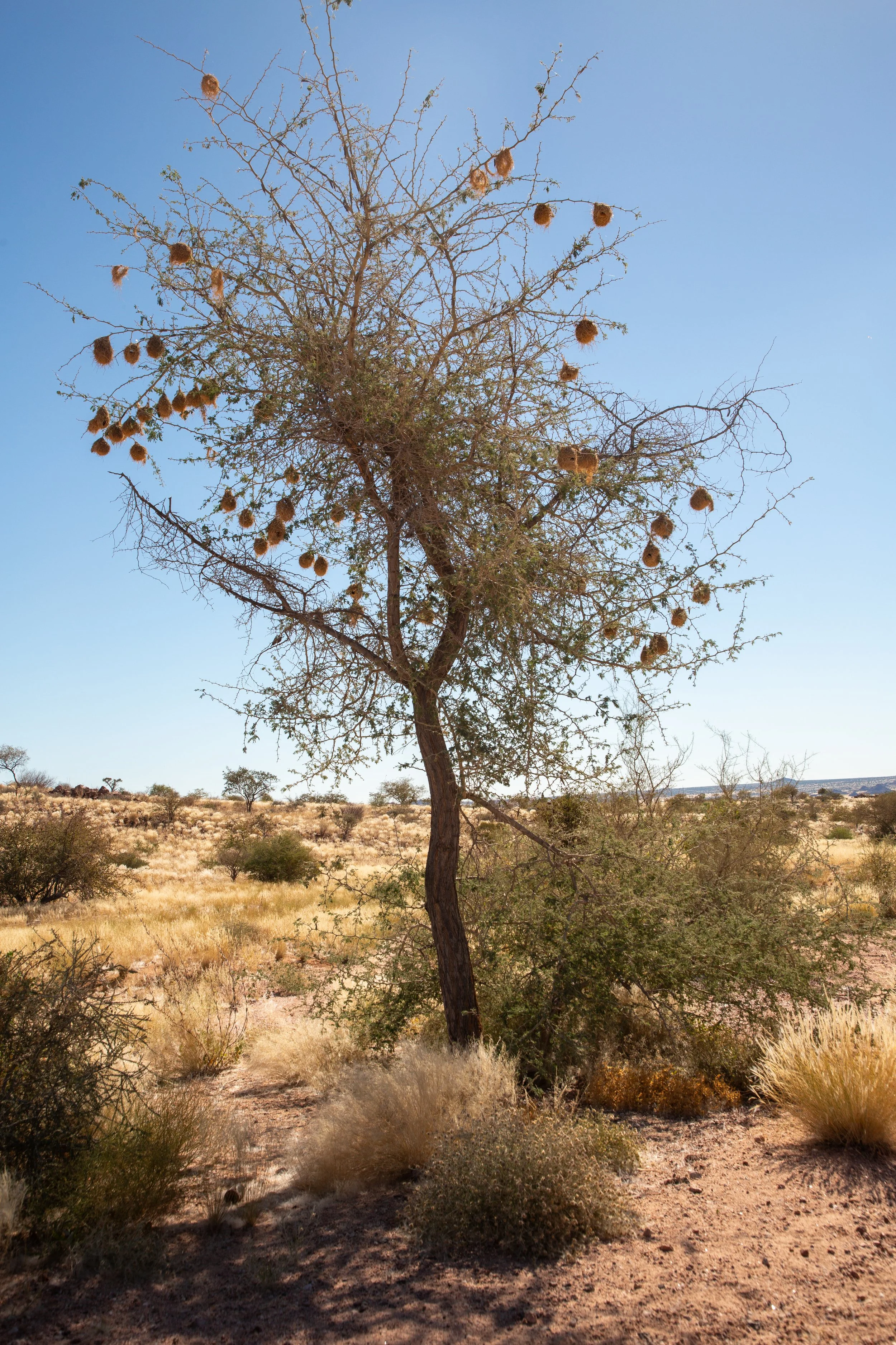  Individual weaver nests, different than the large sociable weaver nests that we saw earlier 