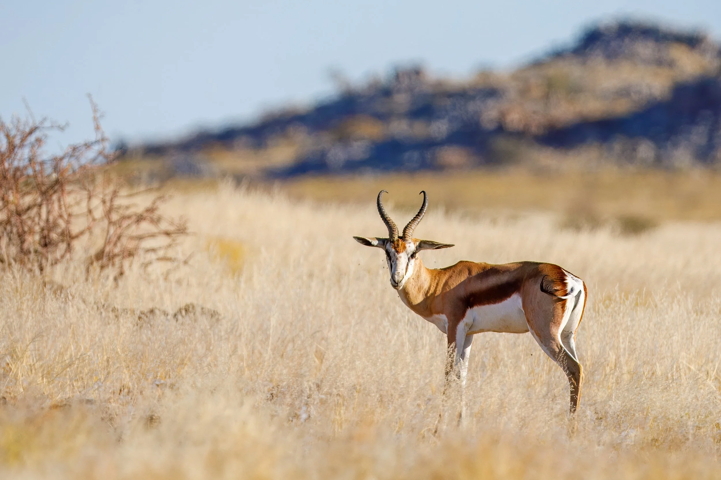  Now within the Doros Joint Management Area, a 19,000 hectare concession consisting of largely sparse semi-arid mountainous savanna, we see more wildlife   